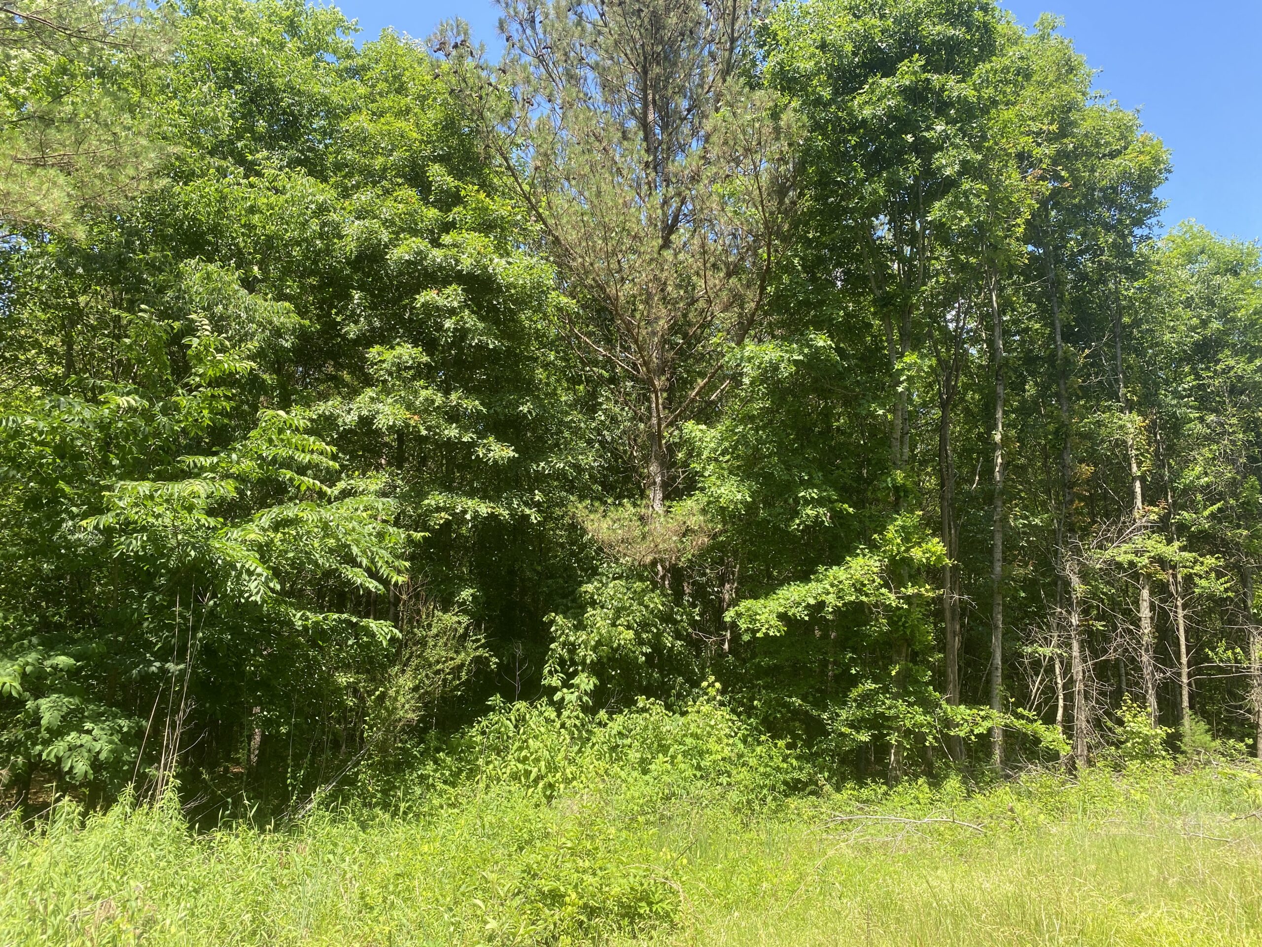 17 ACRES, WOODED, BUILDING SITE, CRP, HUNTING