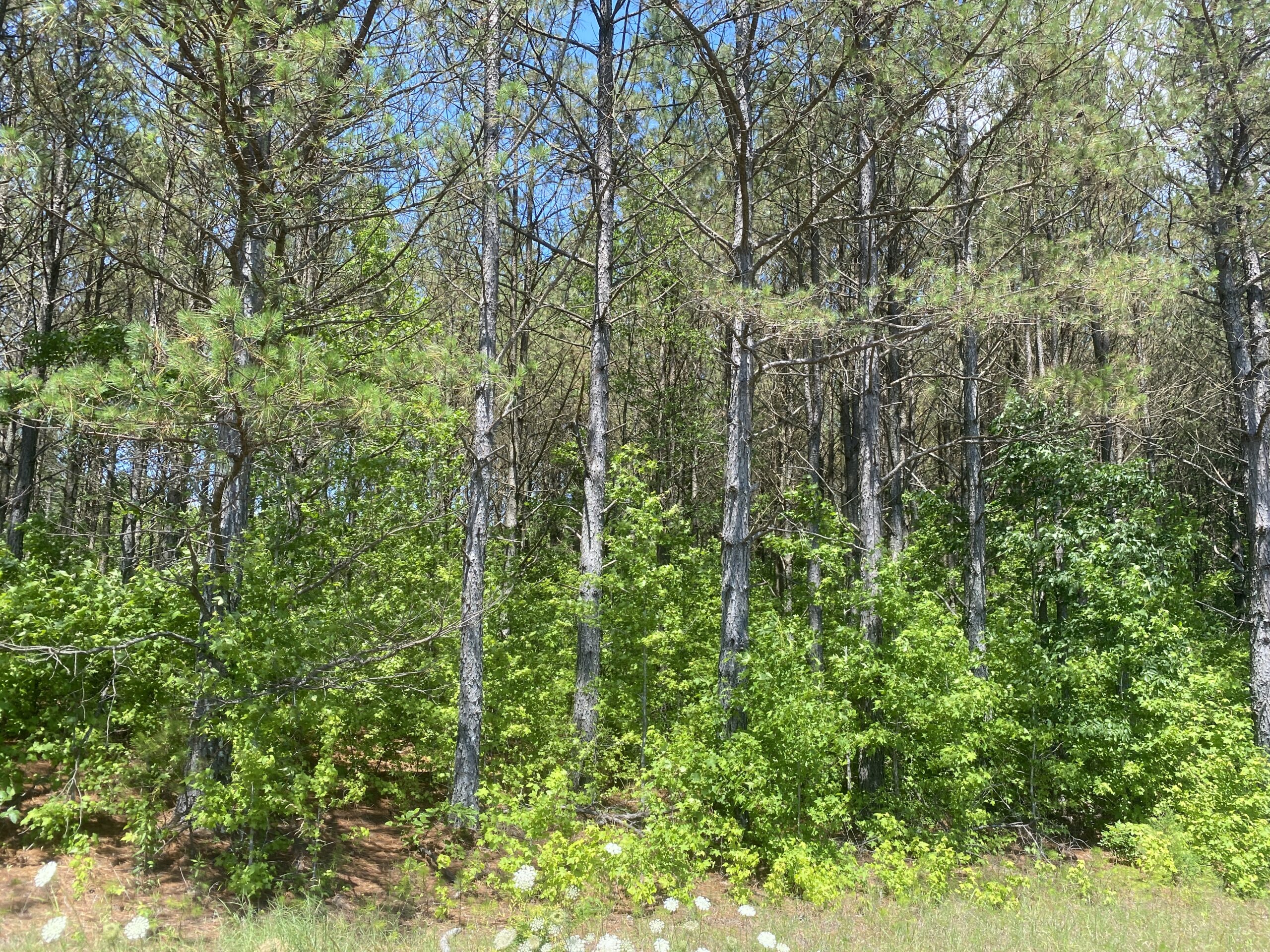 17 ACRES, WOODED, BUILDING SITE, CRP, HUNTING