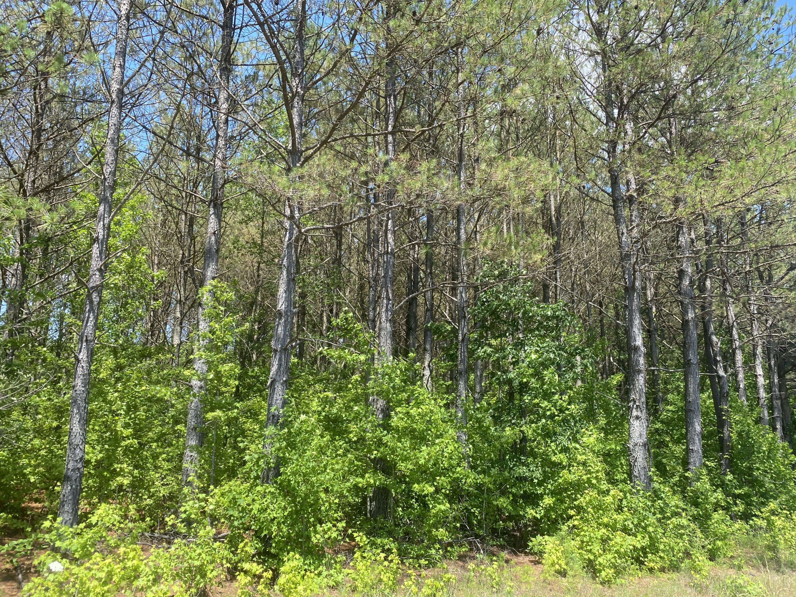 17 ACRES, WOODED, BUILDING SITE, CRP, HUNTING