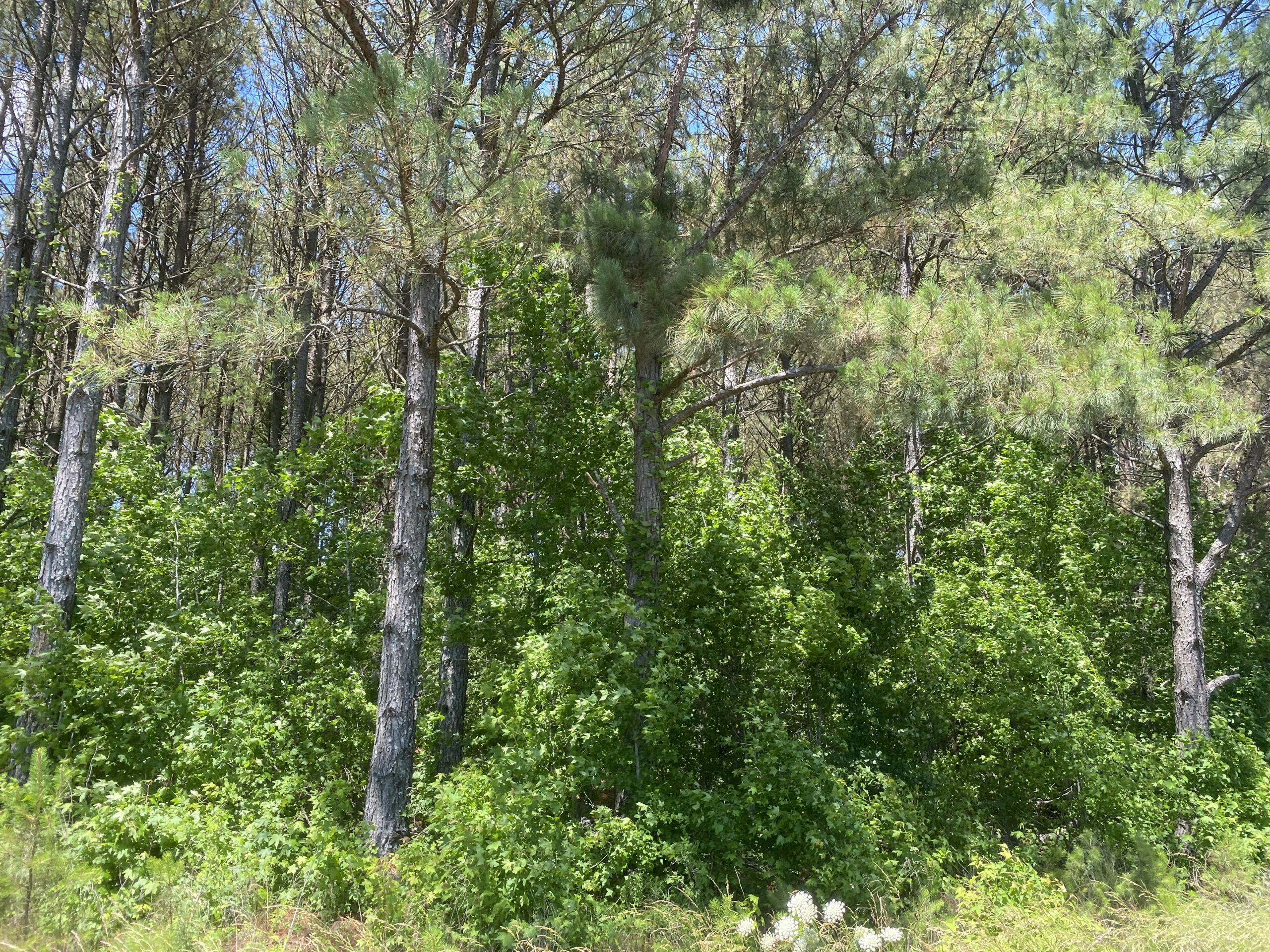 17 ACRES, WOODED, BUILDING SITE, CRP, HUNTING