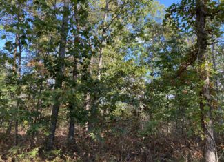 LAND FOR SALE IN TN, 25 AC+/-, HUNTING, WOODED LAND, CREEK