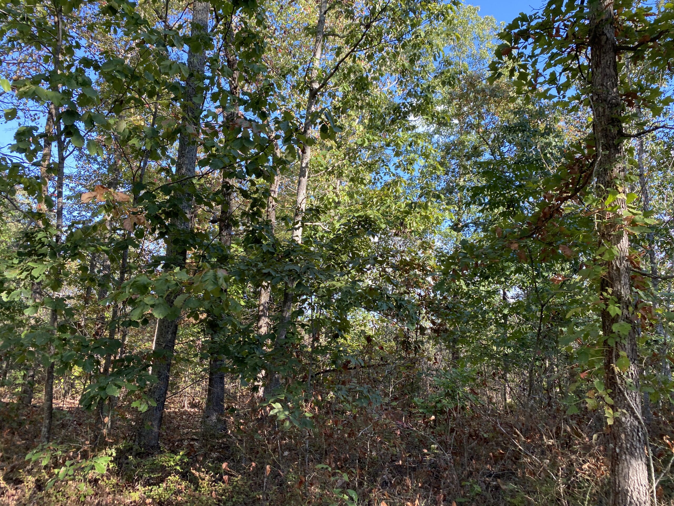 LAND FOR SALE IN TN, 25 AC+/-, HUNTING, WOODED LAND, CREEK