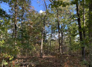 LAND FOR SALE IN TN, 25 AC+/-, HUNTING, WOODED LAND, CREEK