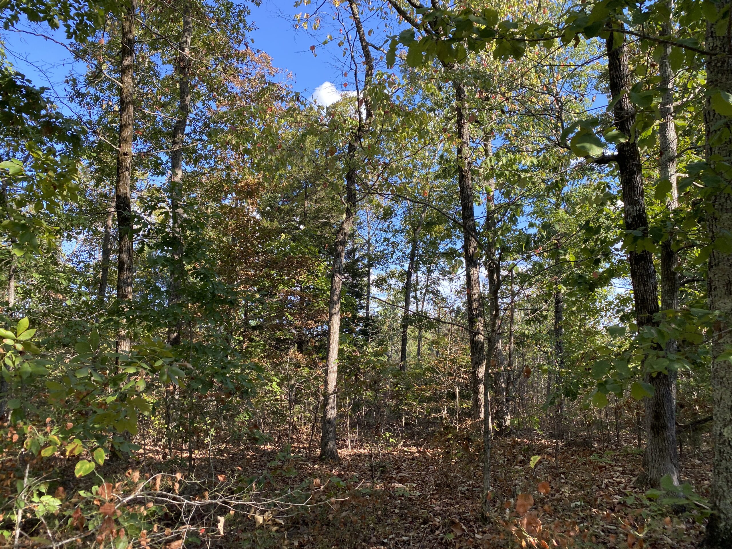 LAND FOR SALE IN TN, 25 AC+/-, HUNTING, WOODED LAND, CREEK