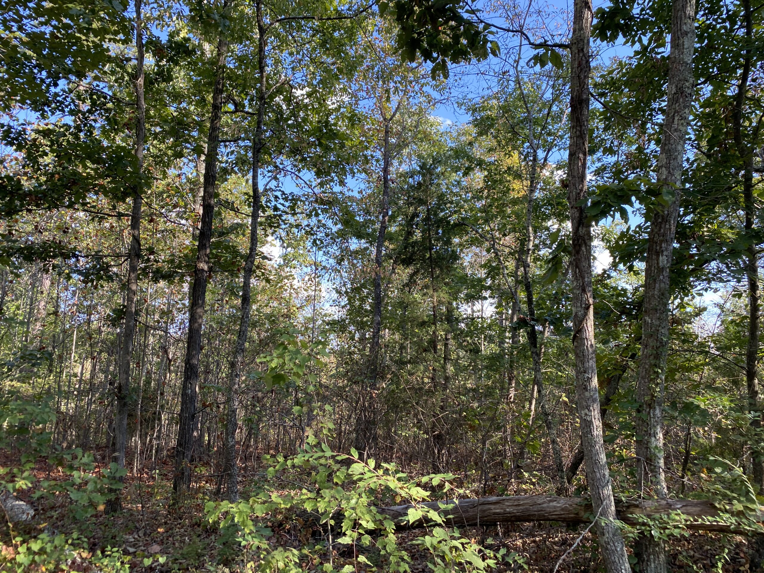 LAND FOR SALE IN TN, 25 AC+/-, HUNTING, WOODED LAND, CREEK