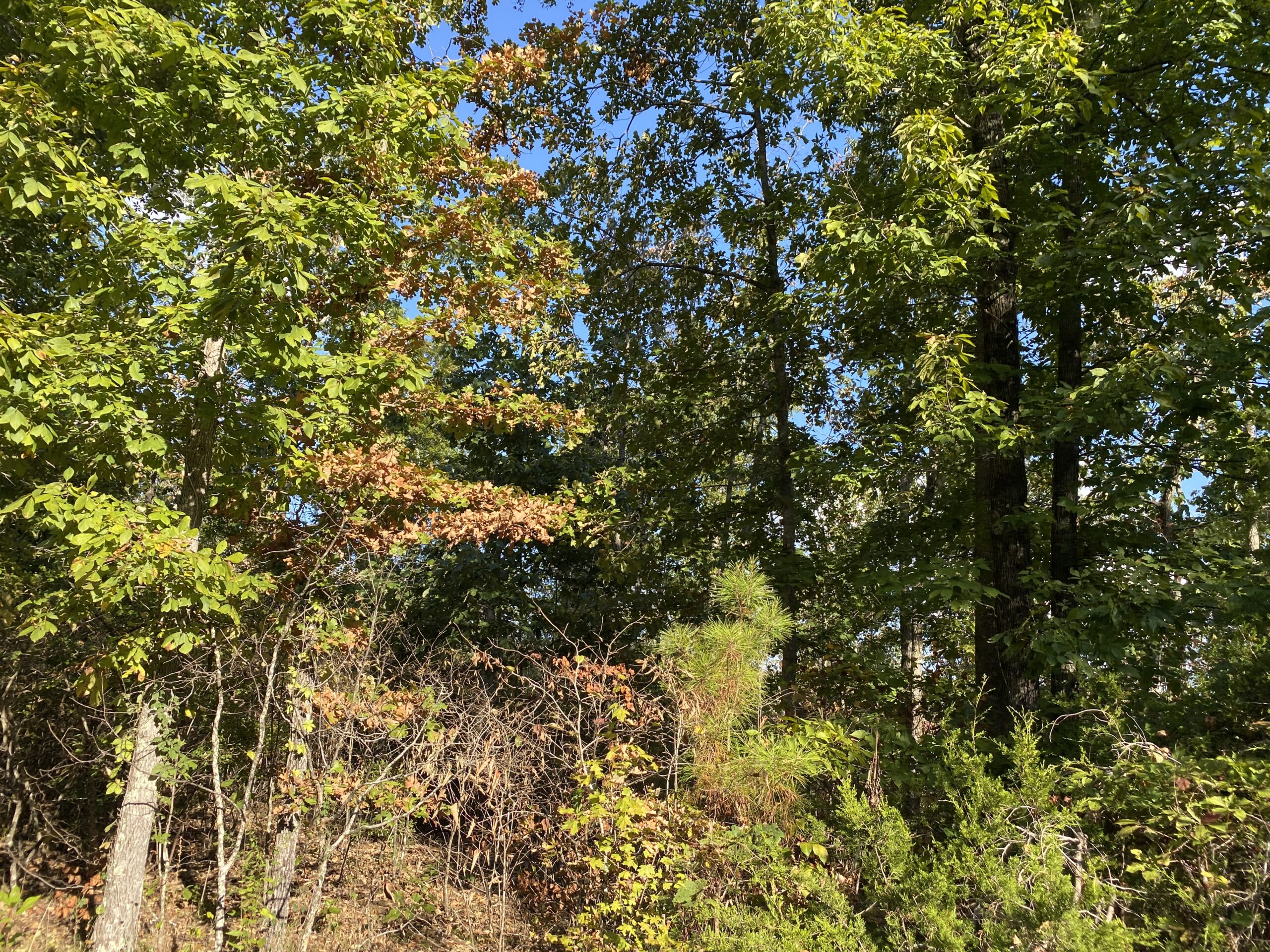 LAND FOR SALE IN TN, 25 AC+/-, HUNTING, WOODED LAND, CREEK