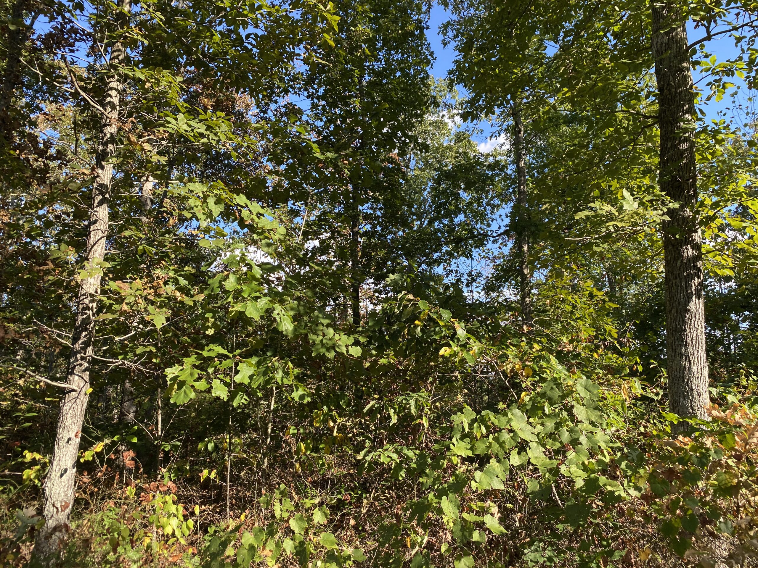 LAND FOR SALE IN TN, 25 AC+/-, HUNTING, WOODED LAND, CREEK