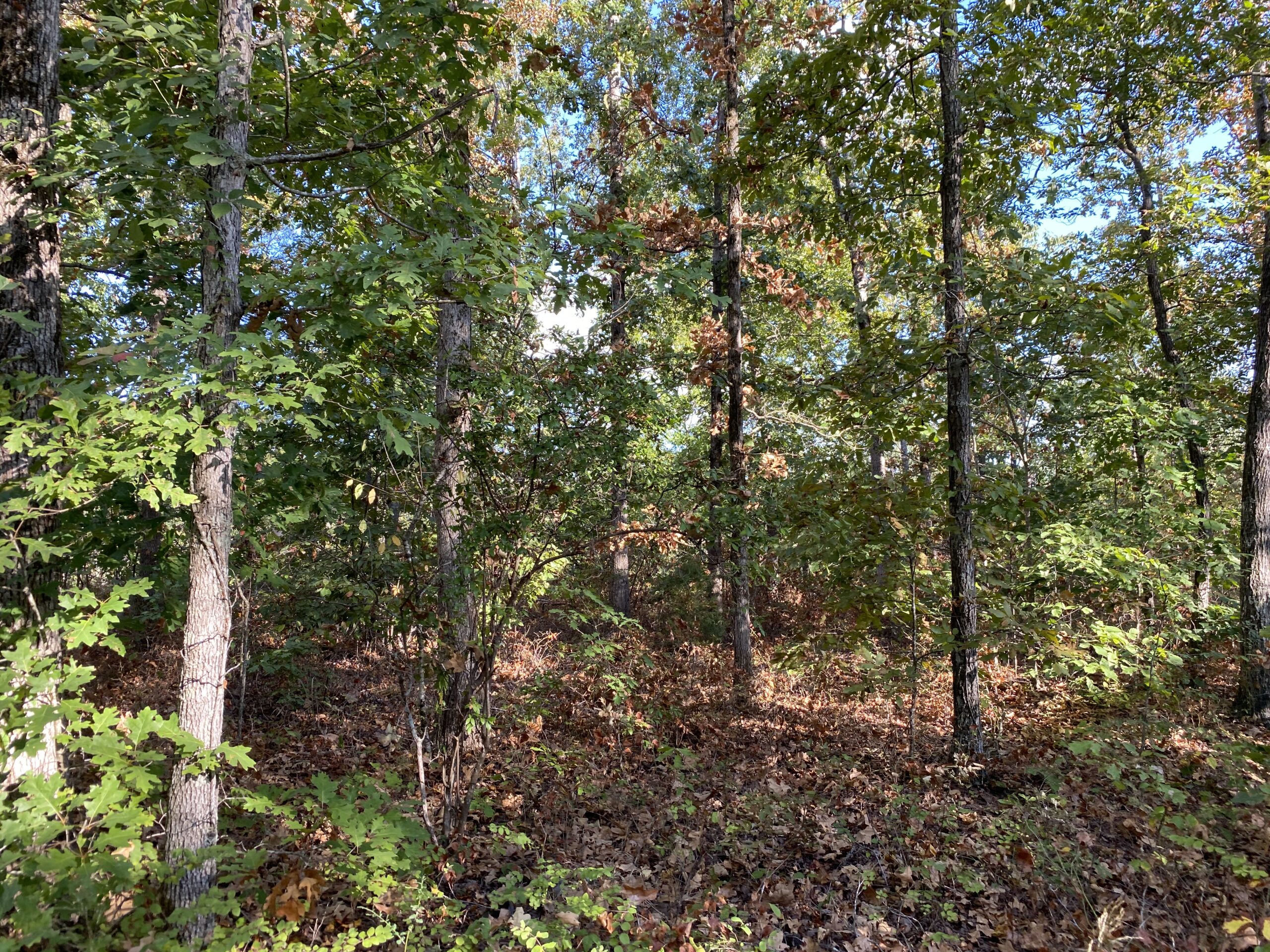 LAND FOR SALE IN TN, 25 AC+/-, HUNTING, WOODED LAND, CREEK