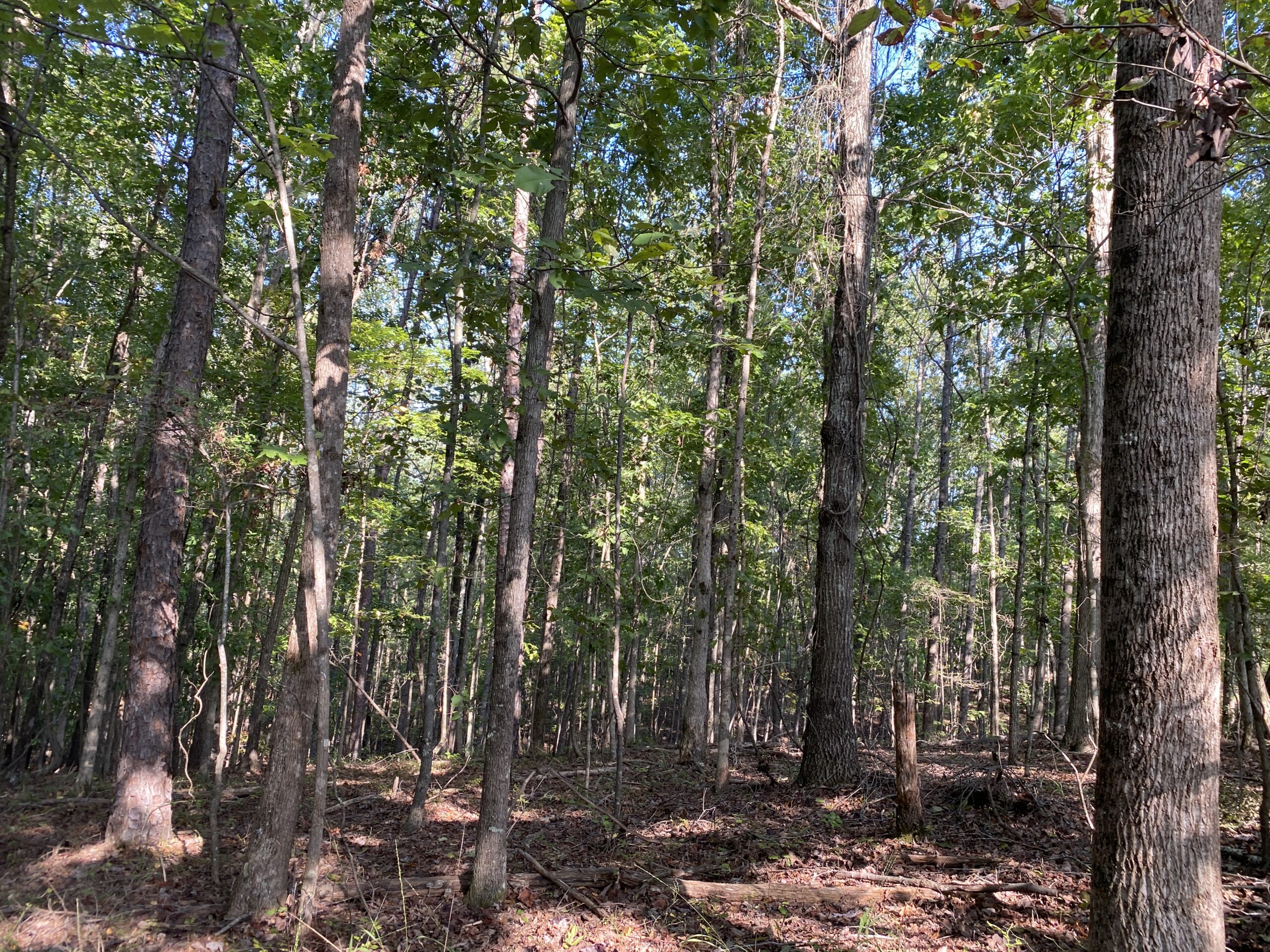 HUNTING CAMP FOR SALE IN TN. CABIN & STORAGE, 58 ACRES+/-