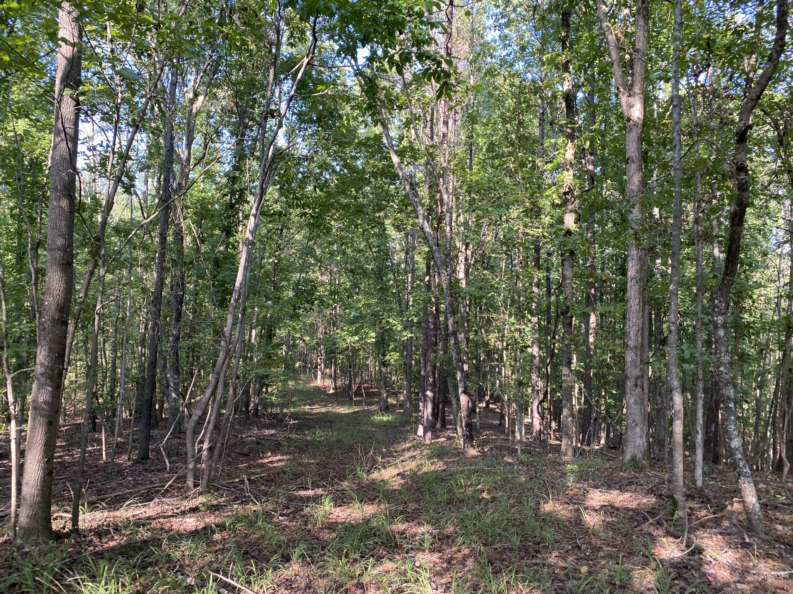 HUNTING CAMP FOR SALE IN TN. CABIN & STORAGE, 58 ACRES+/-