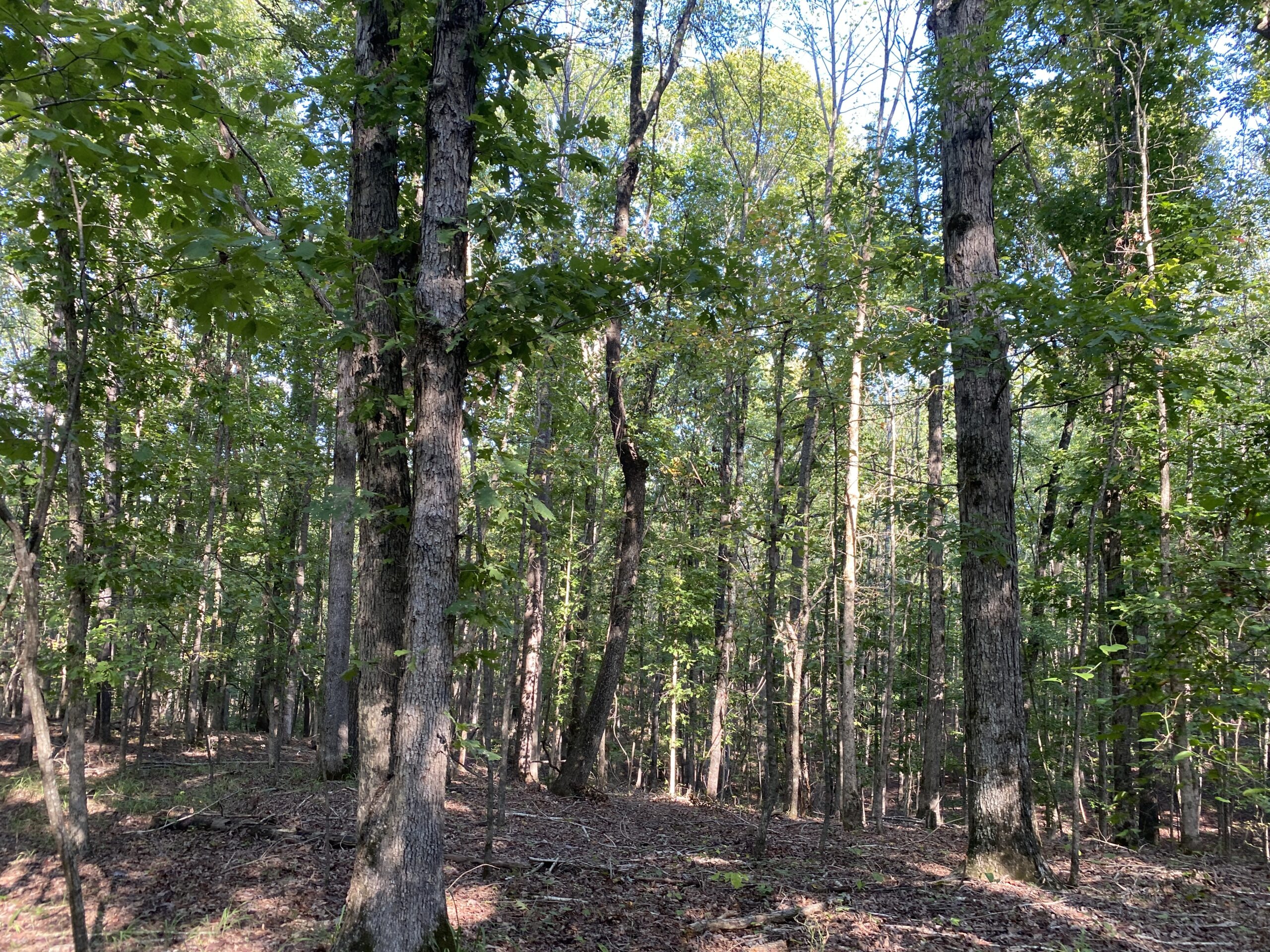 HUNTING CAMP FOR SALE IN TN. CABIN & STORAGE, 58 ACRES+/-