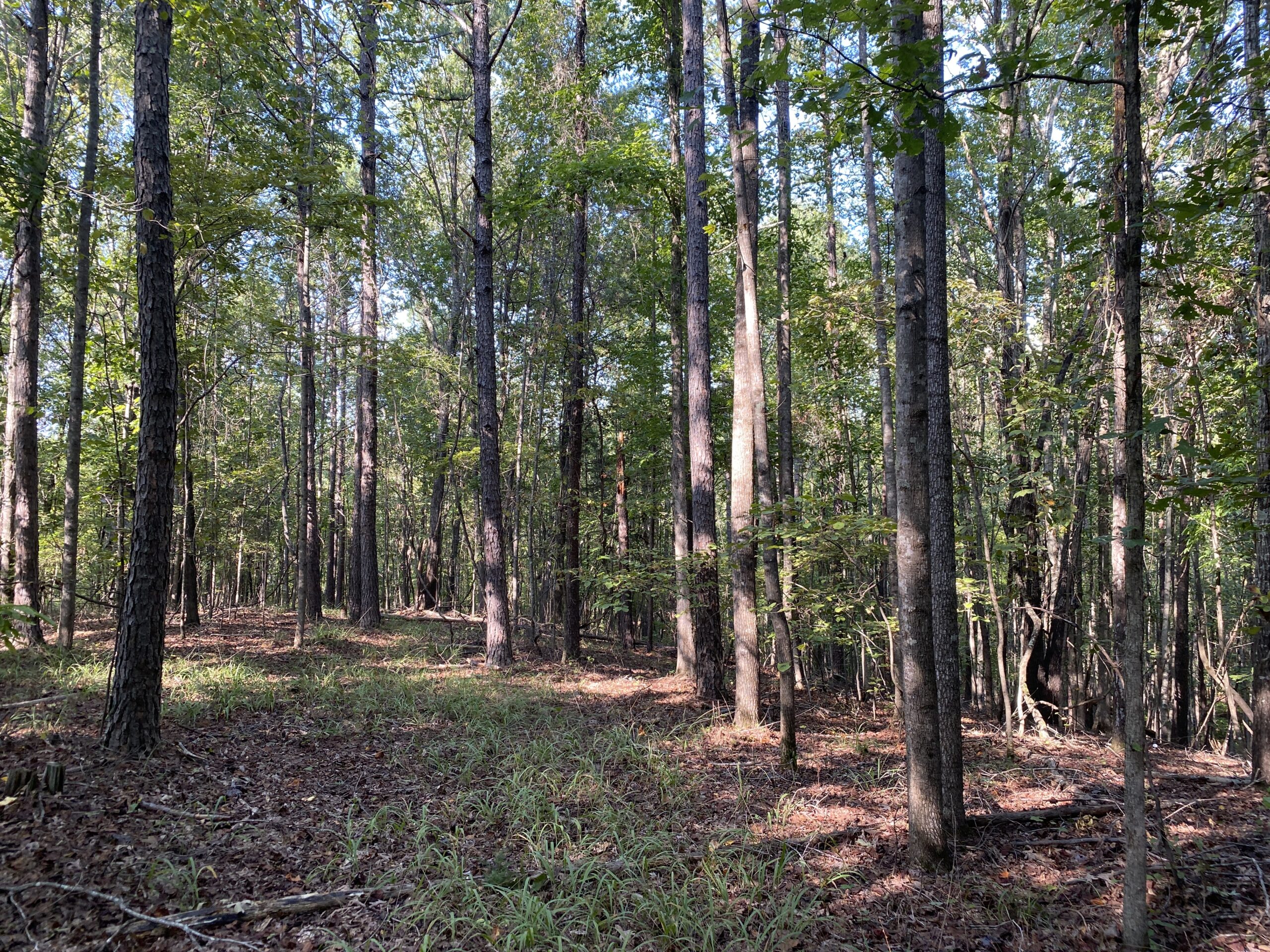HUNTING CAMP FOR SALE IN TN. CABIN & STORAGE, 58 ACRES+/-