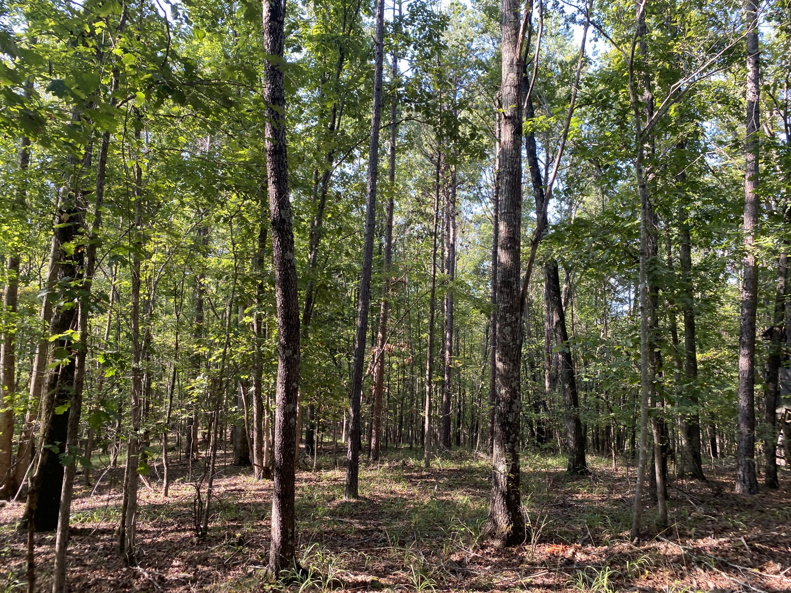 HUNTING CAMP FOR SALE IN TN. CABIN & STORAGE, 58 ACRES+/-