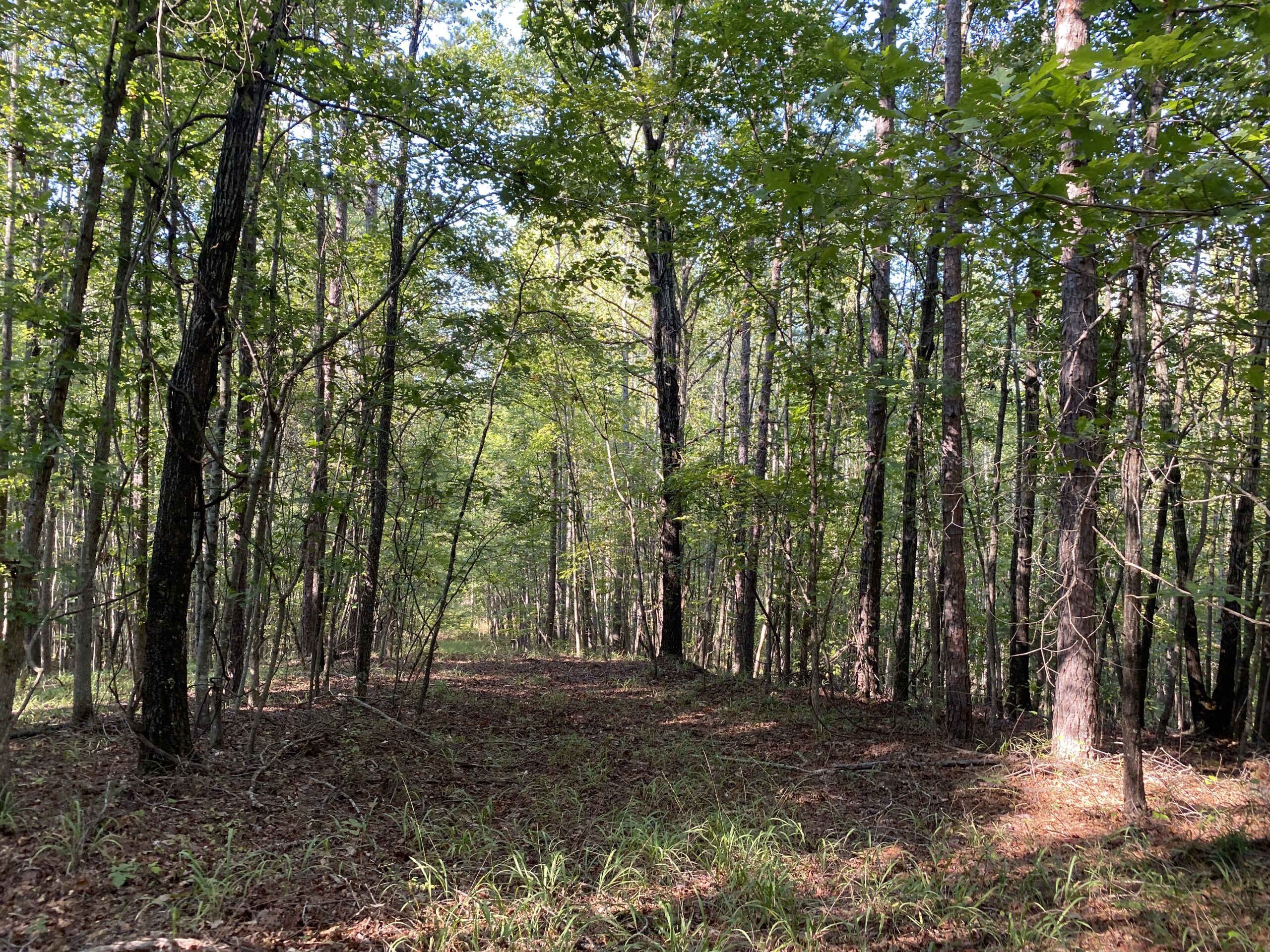 HUNTING CAMP FOR SALE IN TN. CABIN & STORAGE, 58 ACRES+/-