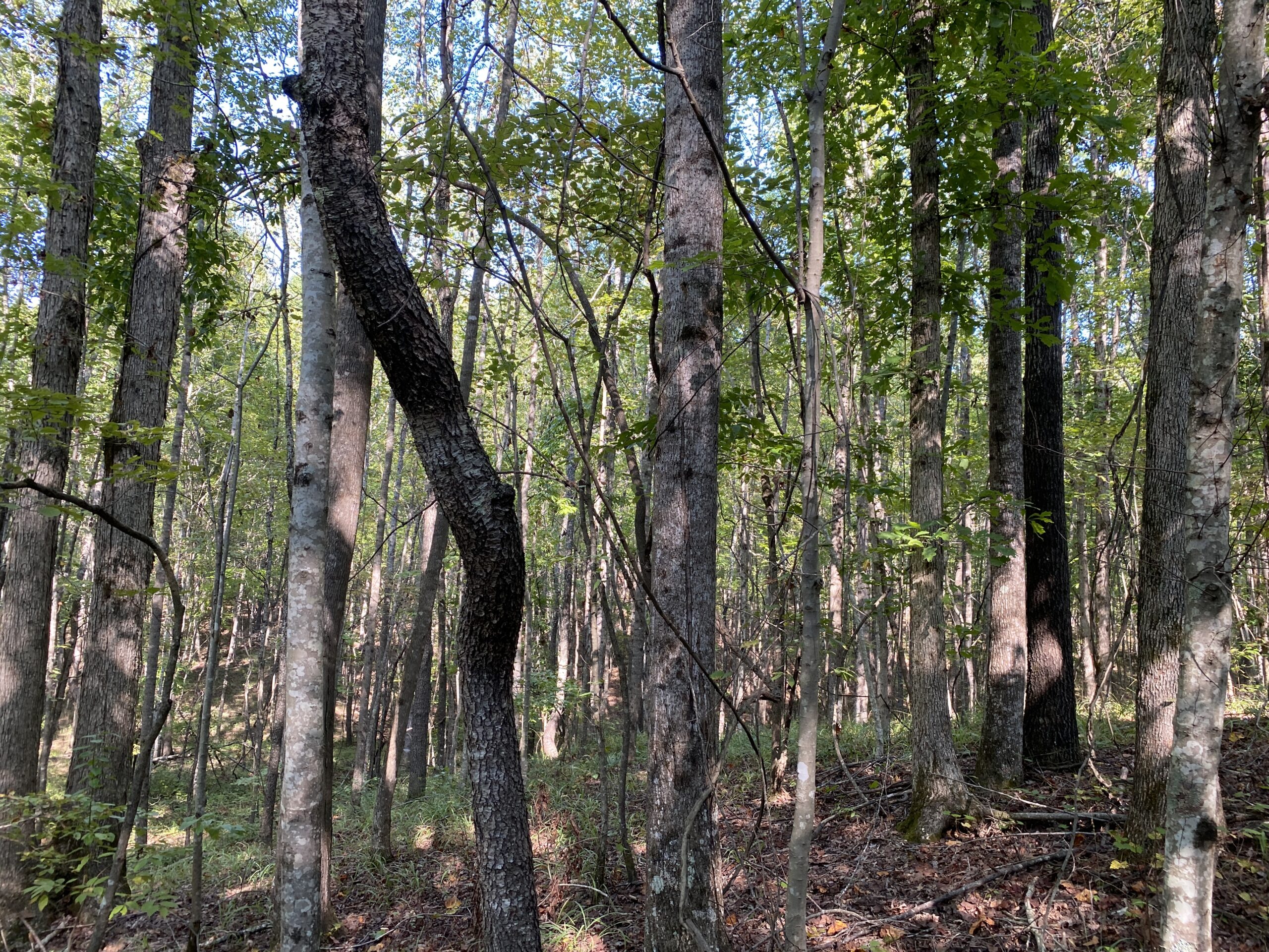 HUNTING CAMP FOR SALE IN TN. CABIN & STORAGE, 58 ACRES+/-