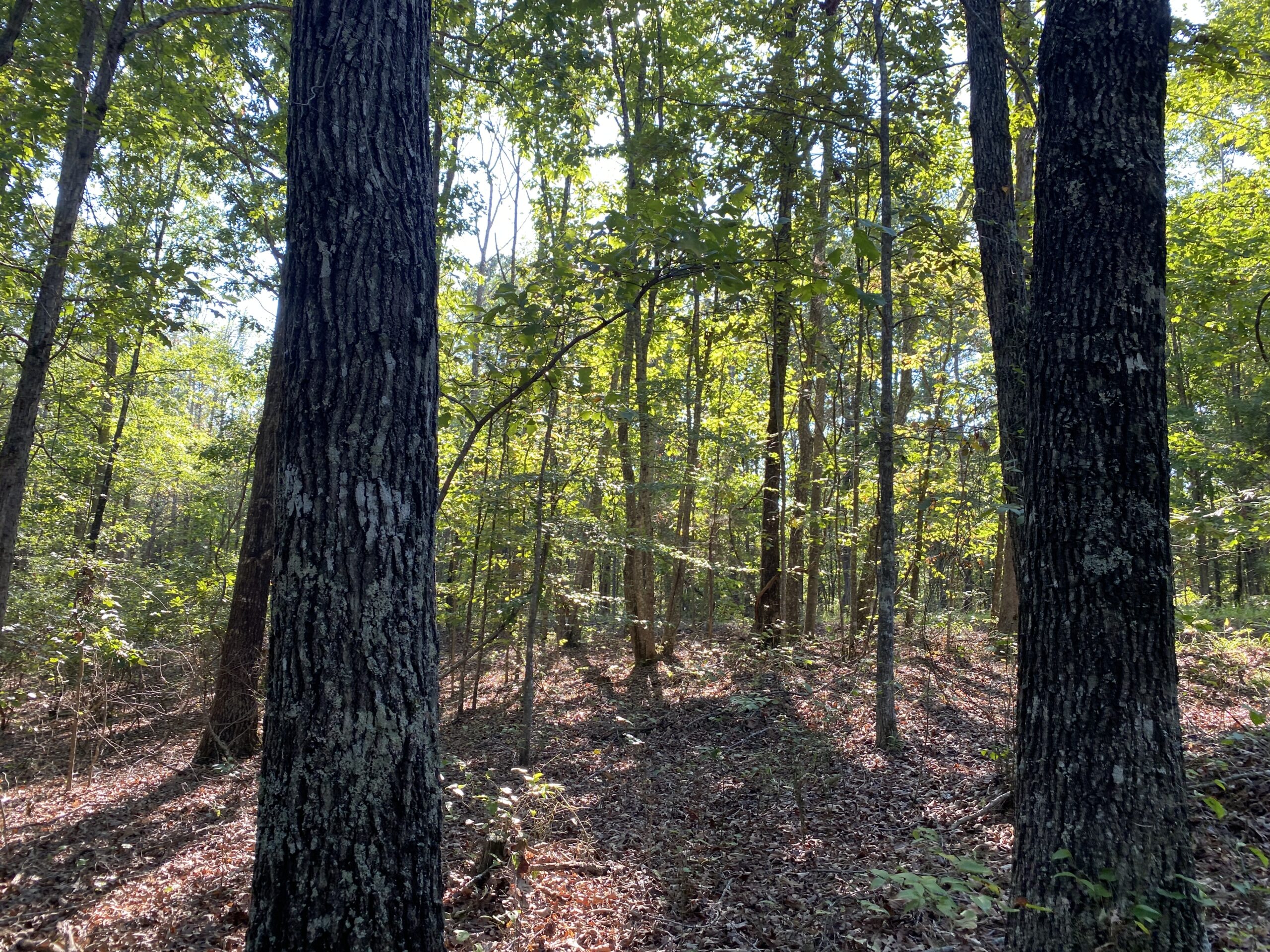HUNTING CAMP FOR SALE IN TN. CABIN & STORAGE, 58 ACRES+/-