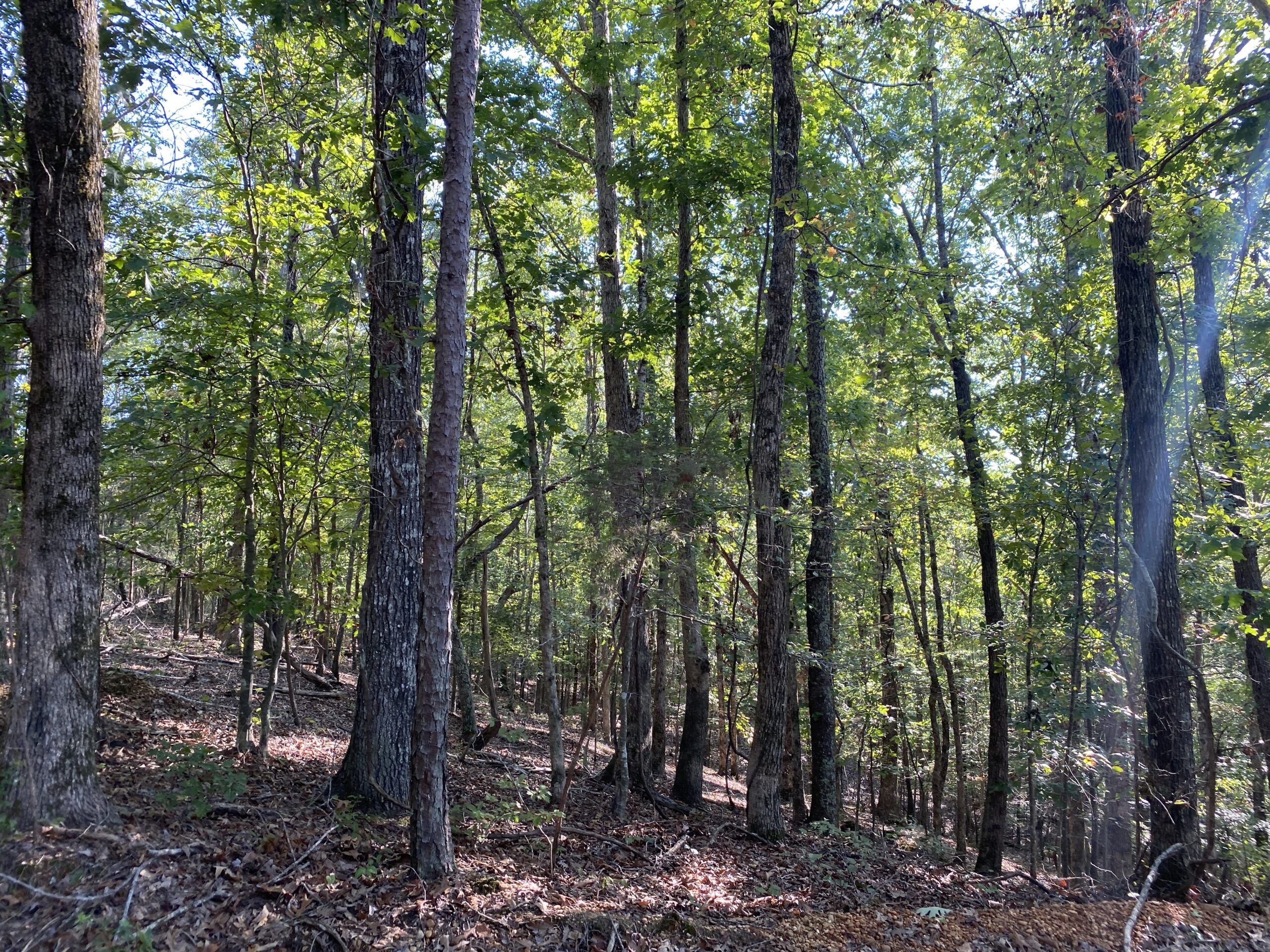HUNTING CAMP FOR SALE IN TN. CABIN & STORAGE, 58 ACRES+/-