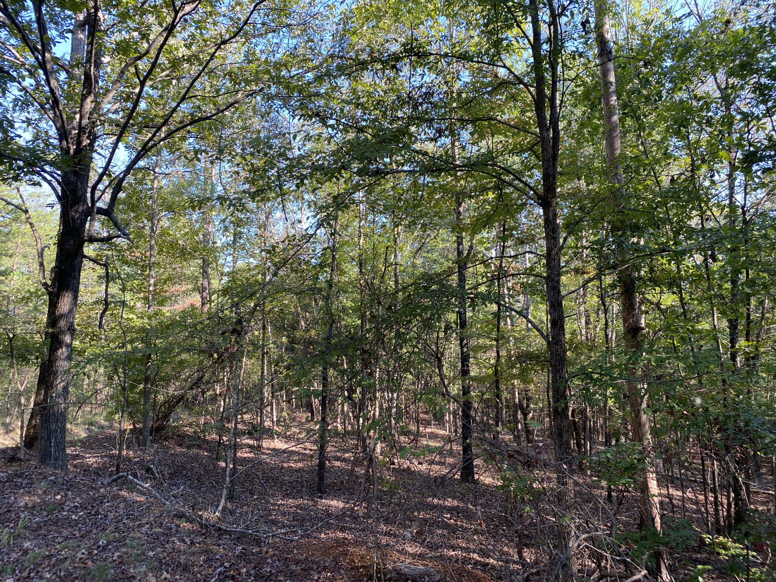 HUNTING CAMP FOR SALE IN TN. CABIN & STORAGE, 58 ACRES+/-