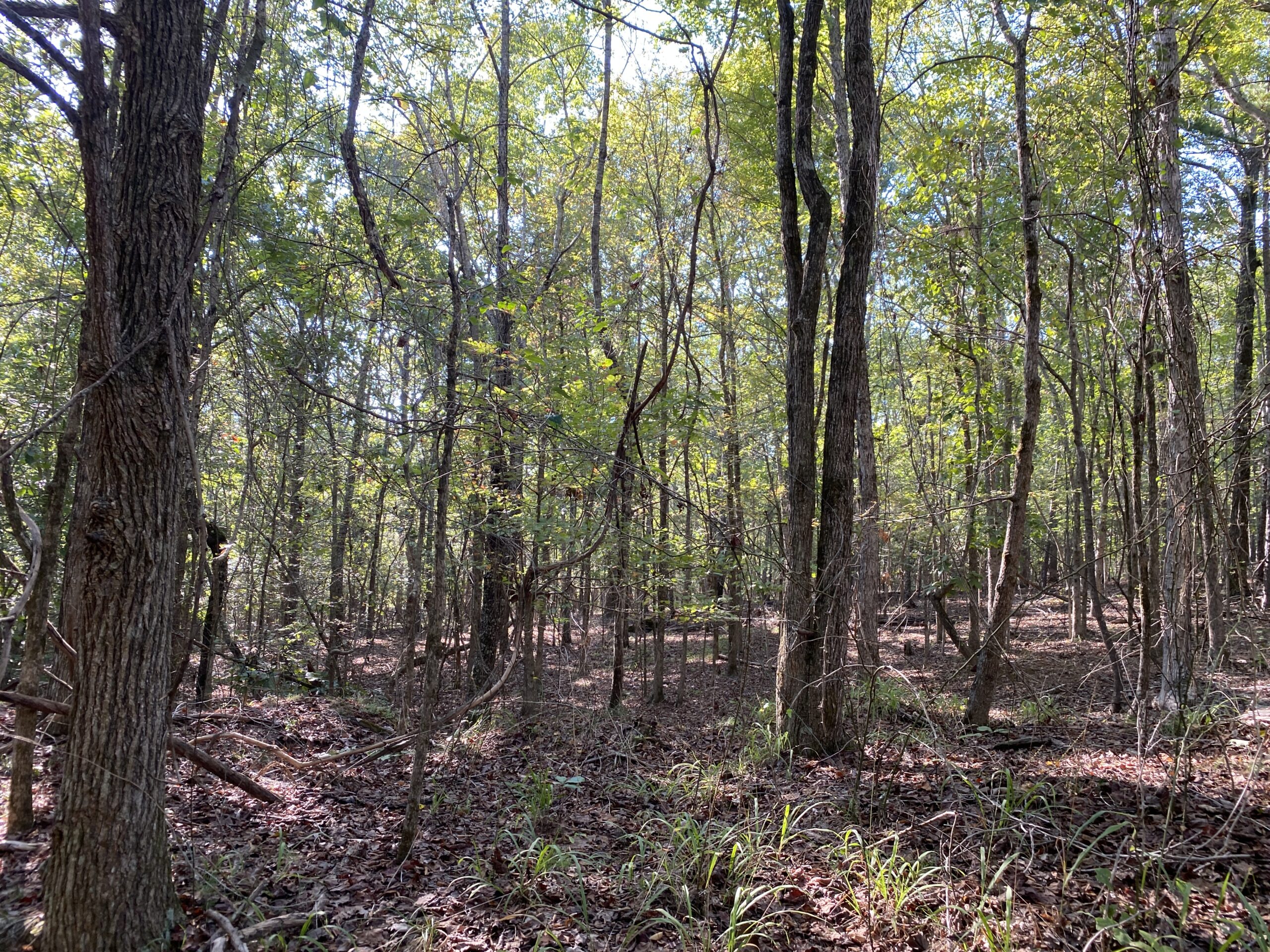 HUNTING CAMP FOR SALE IN TN. CABIN & STORAGE, 58 ACRES+/-