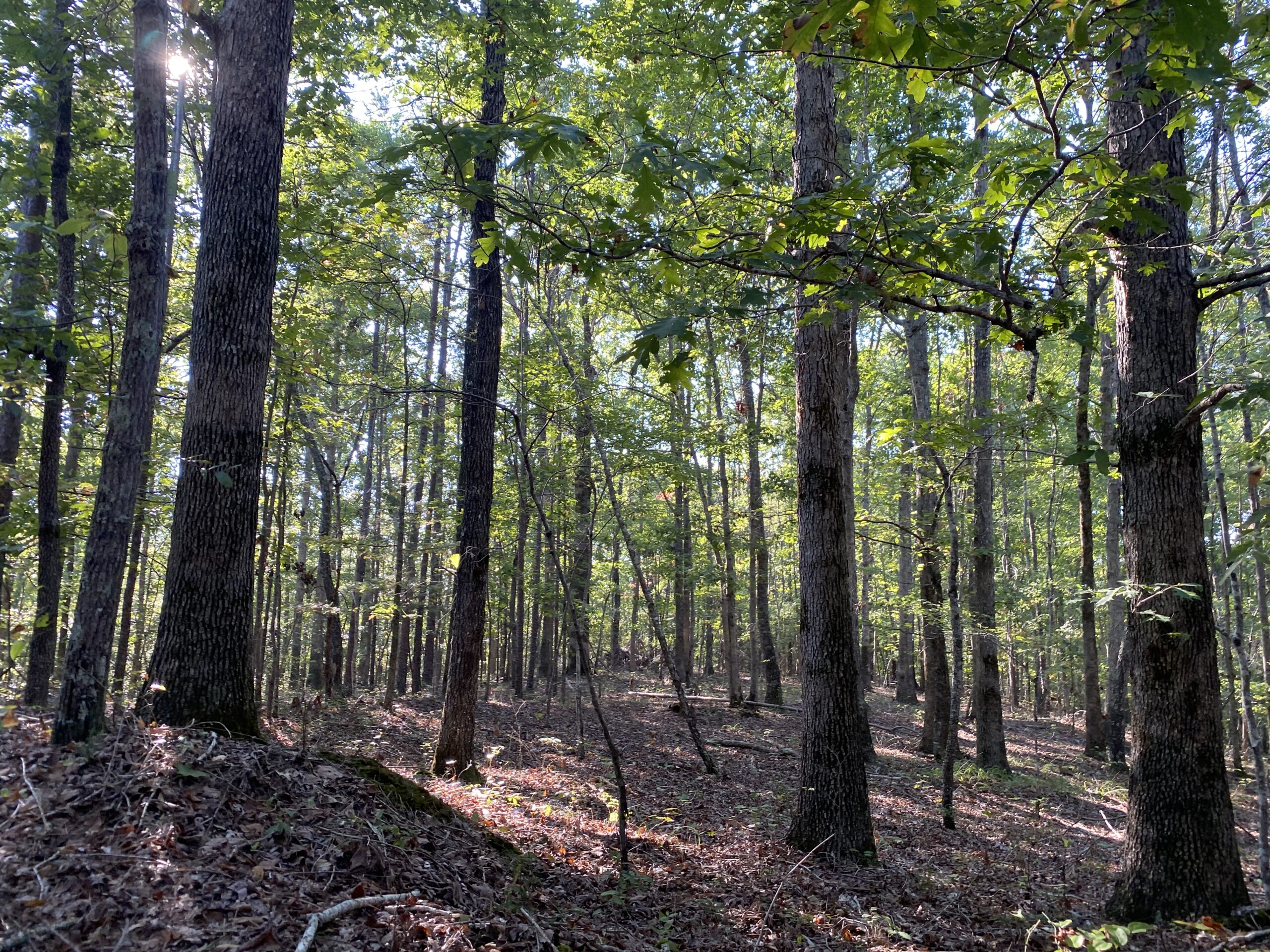 HUNTING CAMP FOR SALE IN TN. CABIN & STORAGE, 58 ACRES+/-