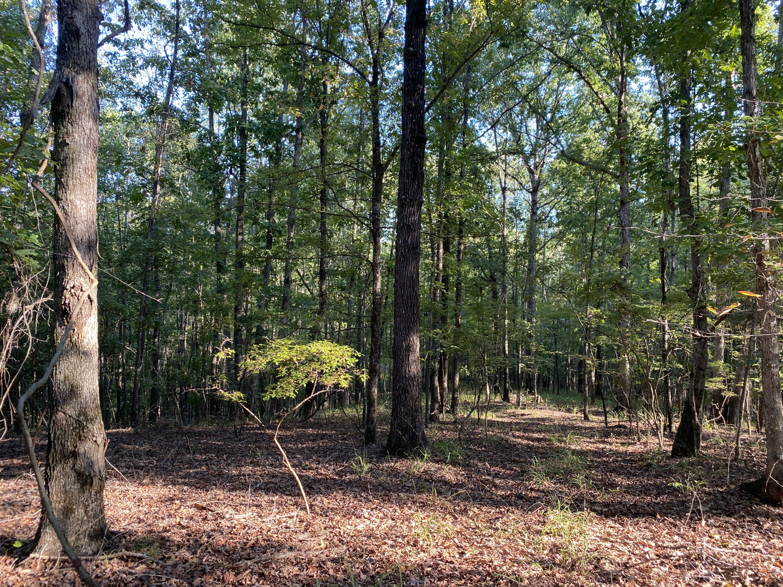 HUNTING CAMP FOR SALE IN TN. CABIN & STORAGE, 58 ACRES+/-
