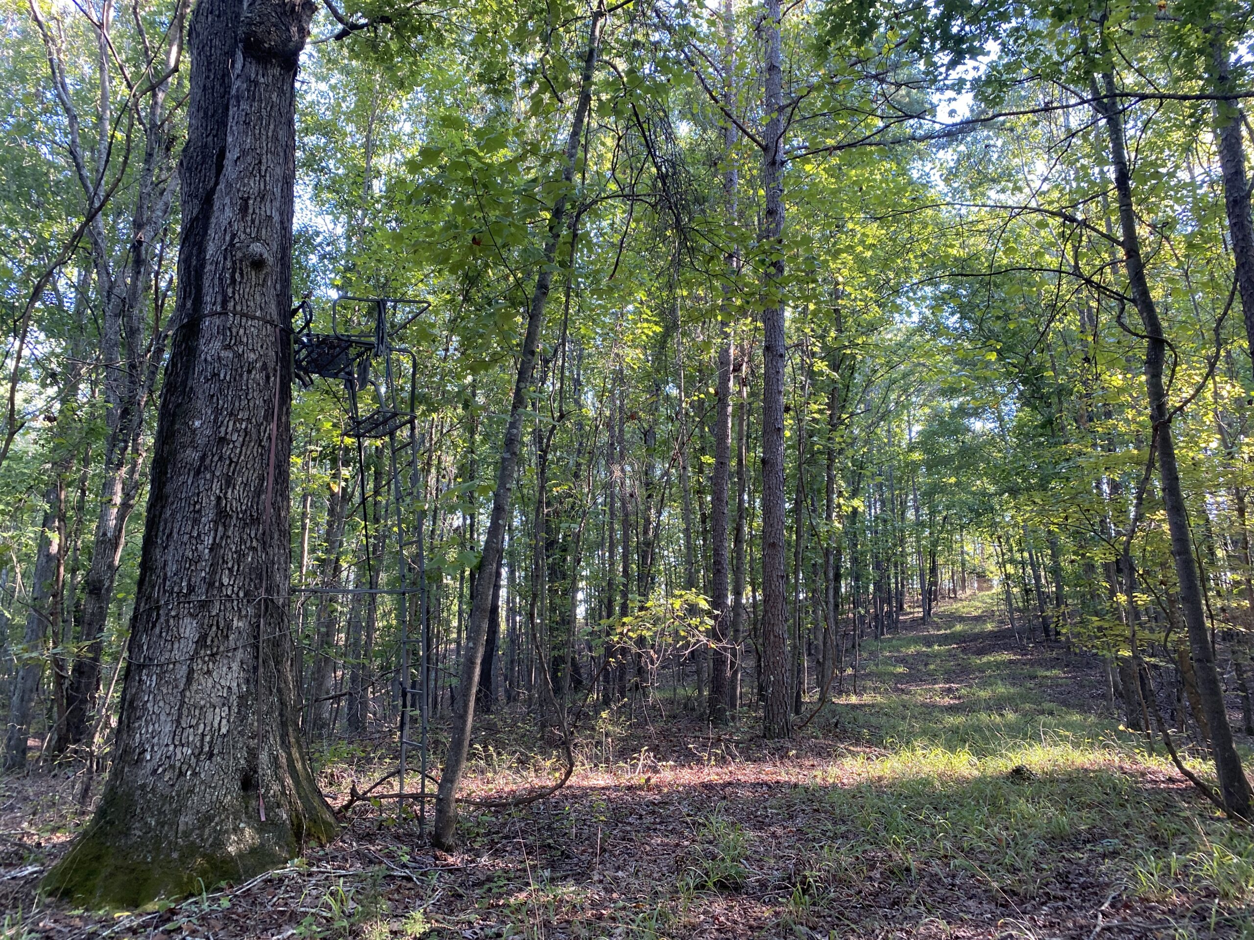 HUNTING CAMP FOR SALE IN TN. CABIN & STORAGE, 58 ACRES+/-