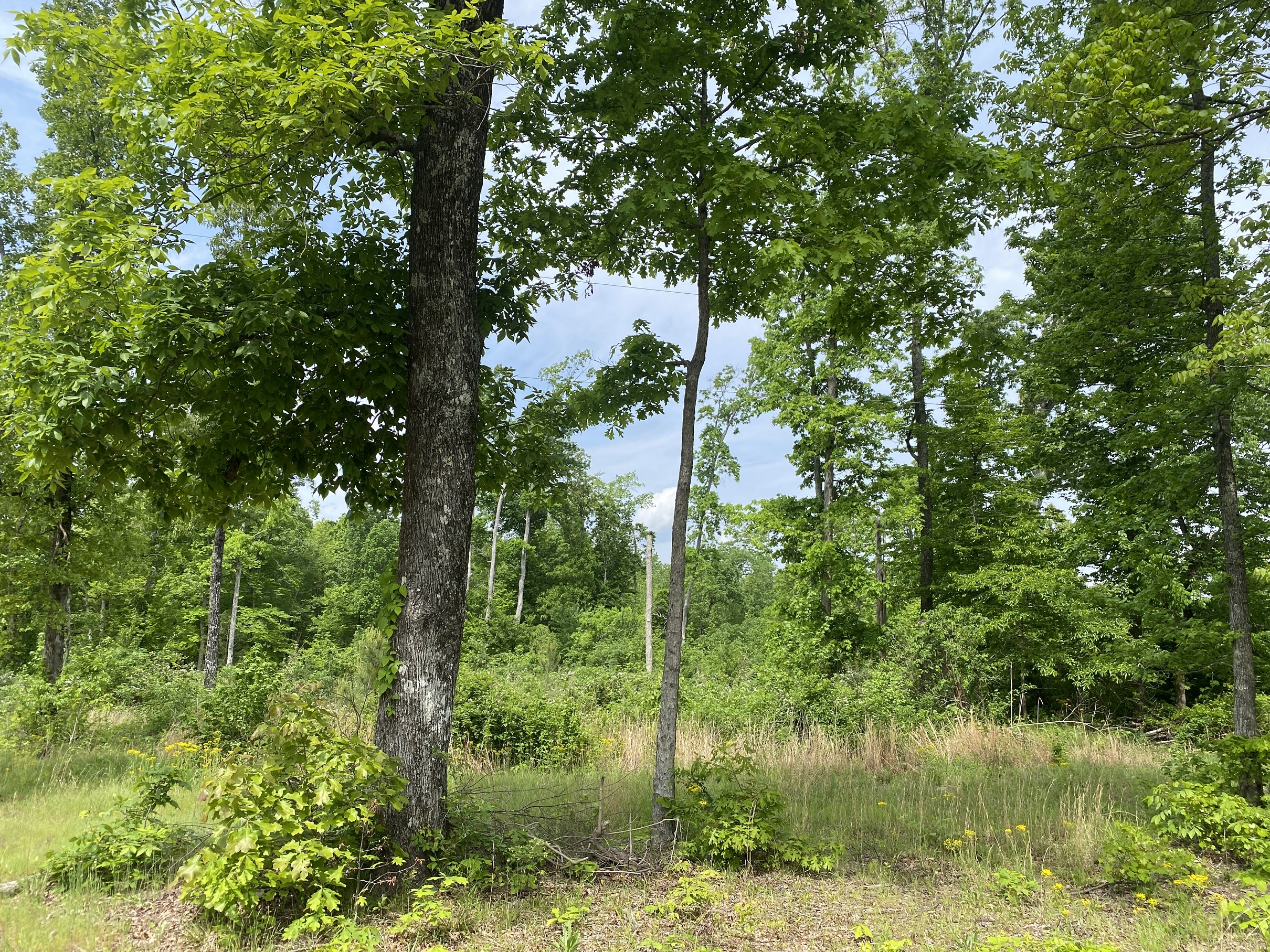 LAND FOR SALE IN TN, CREEKS, OPEN LAND, WOODED, CITY WATER