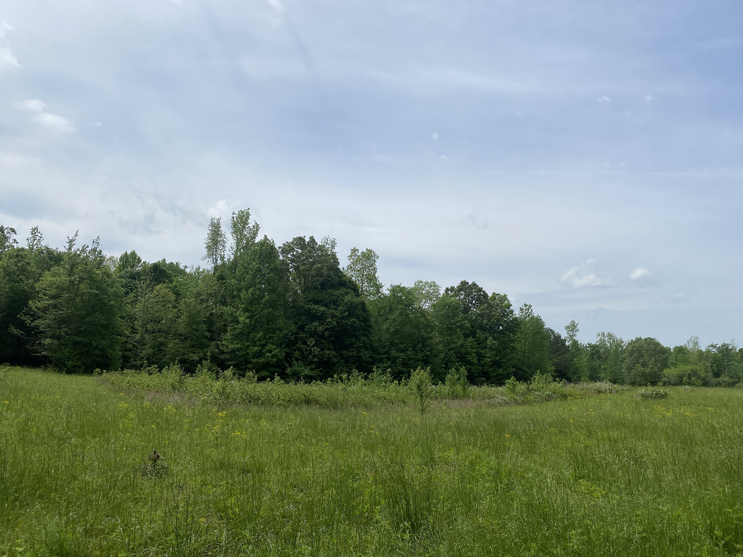 LAND FOR SALE IN TN, CREEKS, OPEN LAND, WOODED, CITY WATER