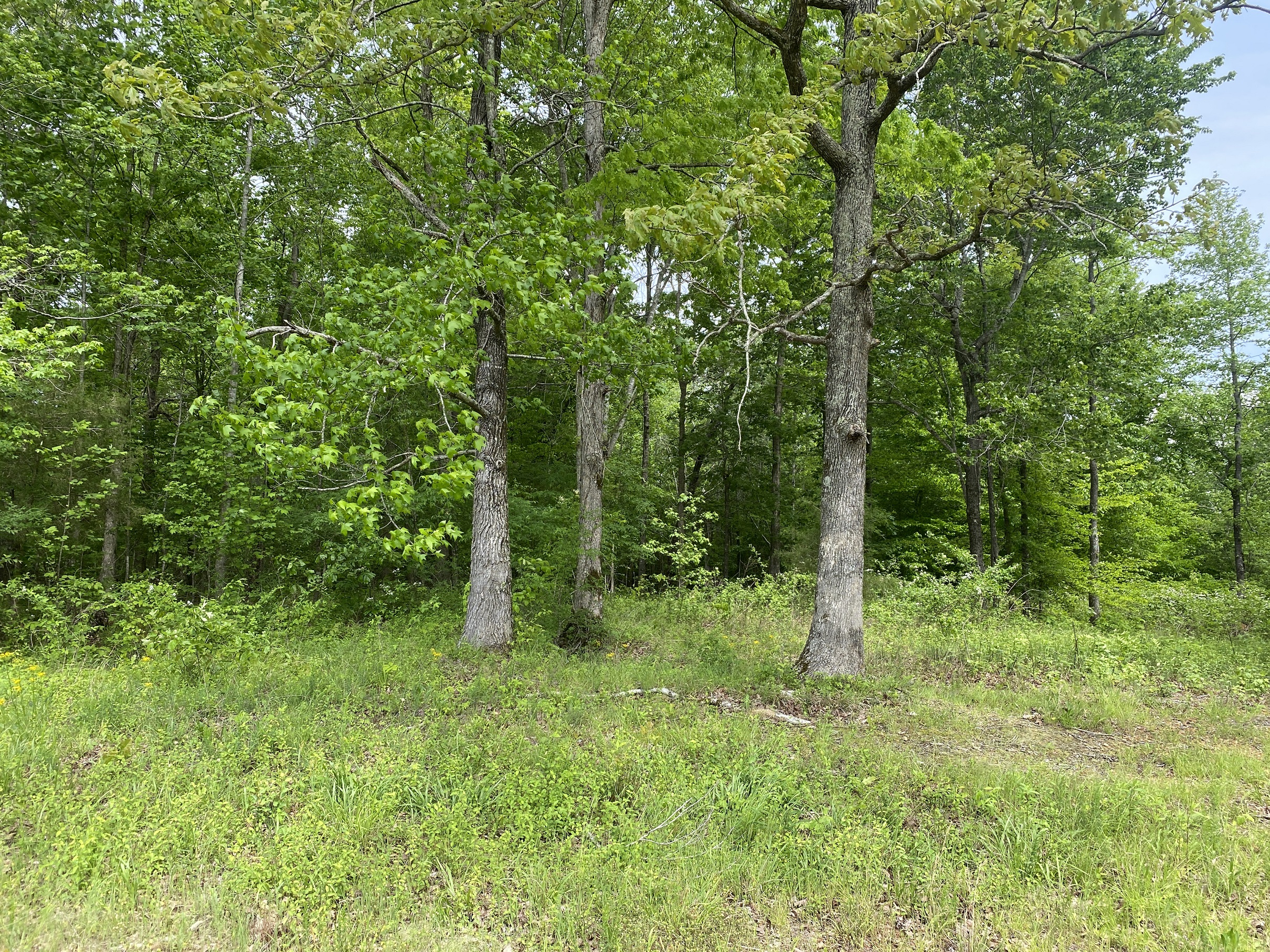 LAND FOR SALE IN TN, CREEKS, OPEN LAND, WOODED, CITY WATER