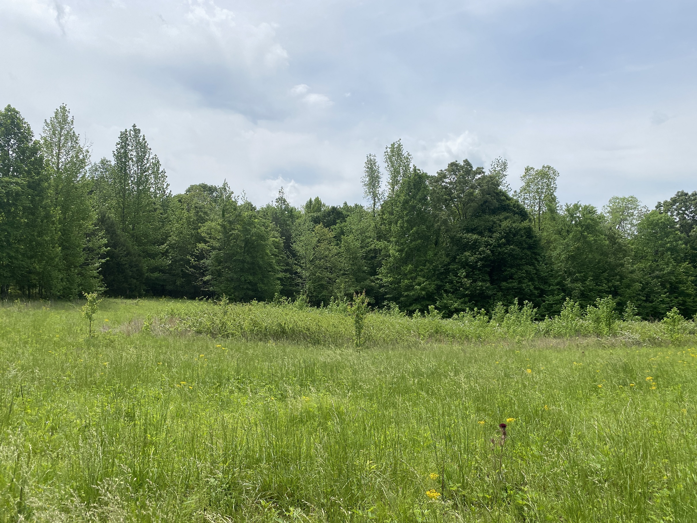 LAND FOR SALE IN TN, CREEKS, OPEN LAND, WOODED, CITY WATER