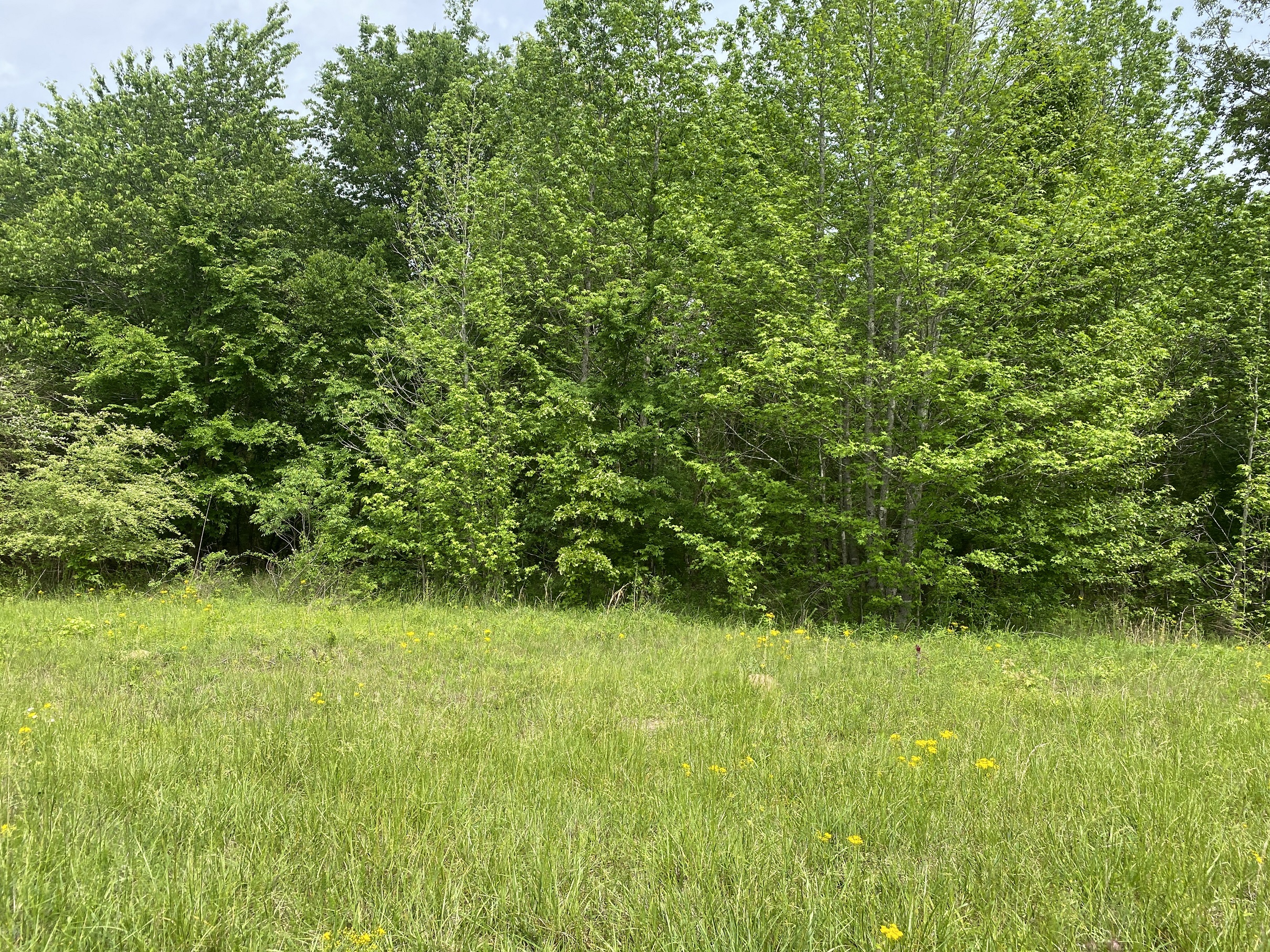 LAND FOR SALE IN TN, CREEKS, OPEN LAND, WOODED, CITY WATER