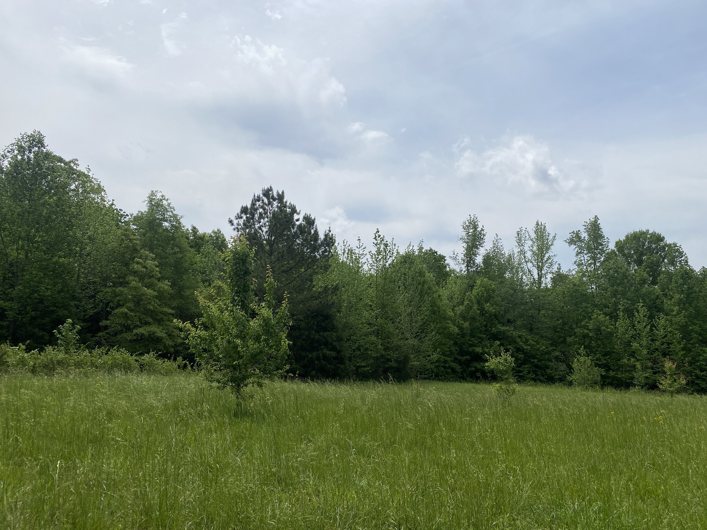 LAND FOR SALE IN TN, CREEKS, OPEN LAND, WOODED, CITY WATER