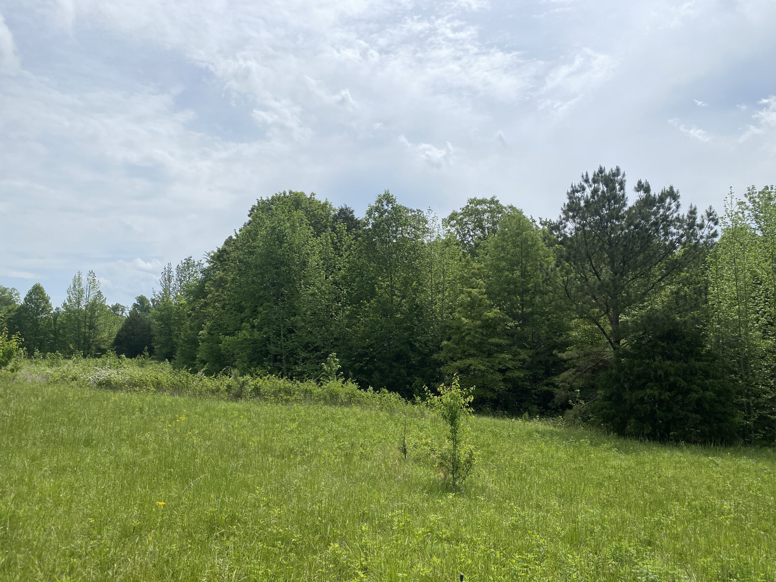 LAND FOR SALE IN TN, CREEKS, OPEN LAND, WOODED, CITY WATER