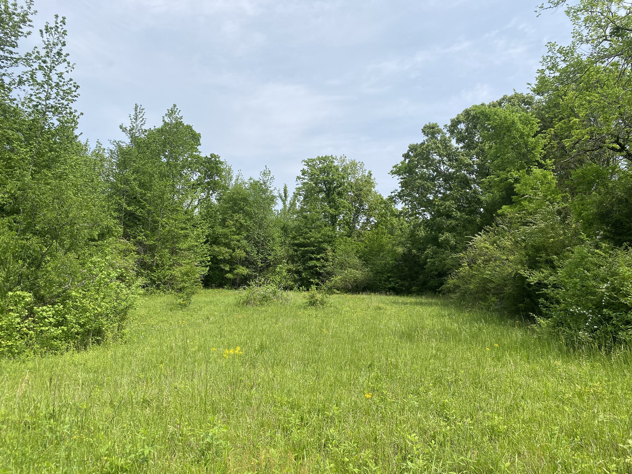 LAND FOR SALE IN TN, CREEKS, OPEN LAND, WOODED, CITY WATER