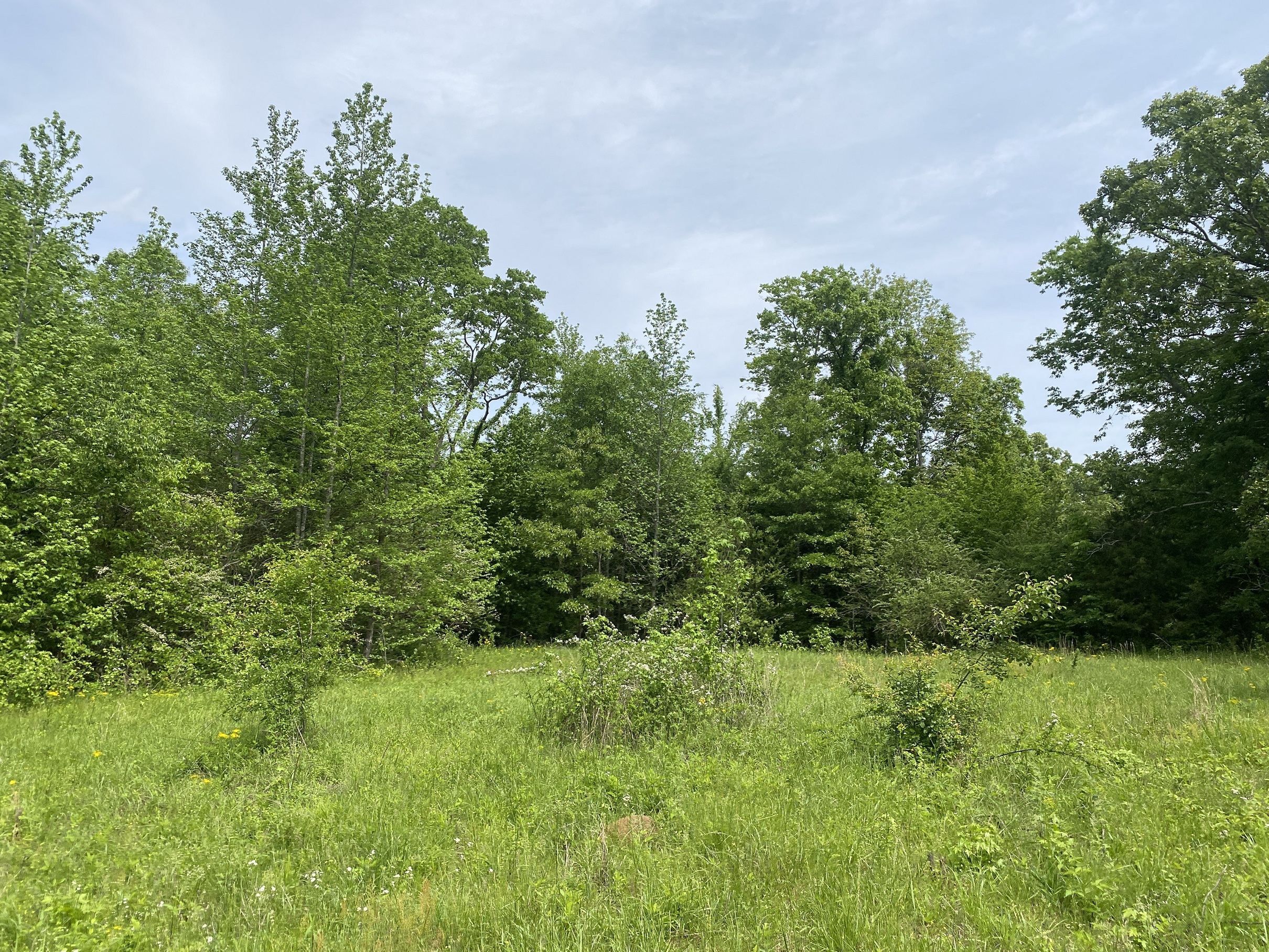 LAND FOR SALE IN TN, CREEKS, OPEN LAND, WOODED, CITY WATER