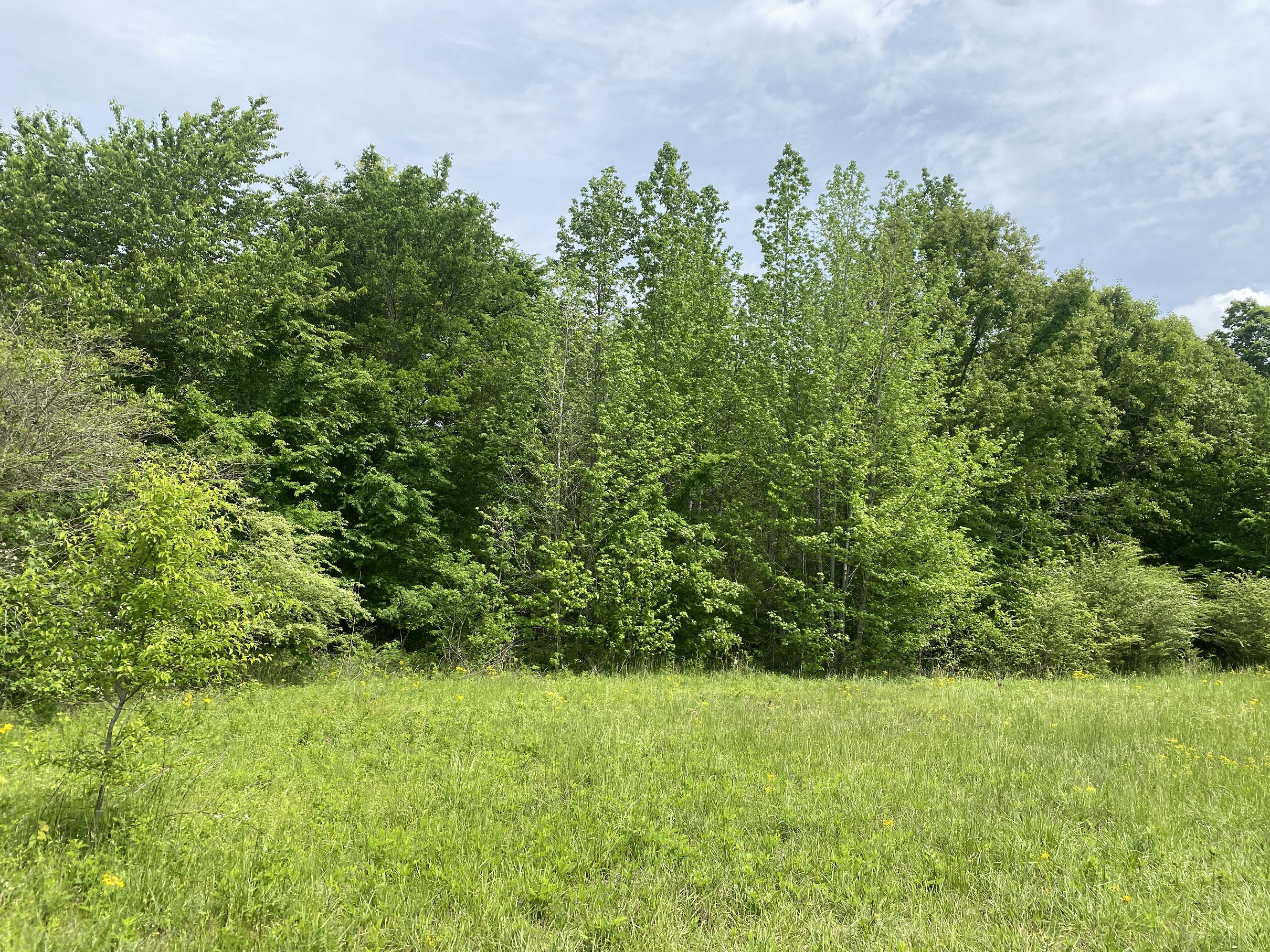 LAND FOR SALE IN TN, CREEKS, OPEN LAND, WOODED, CITY WATER