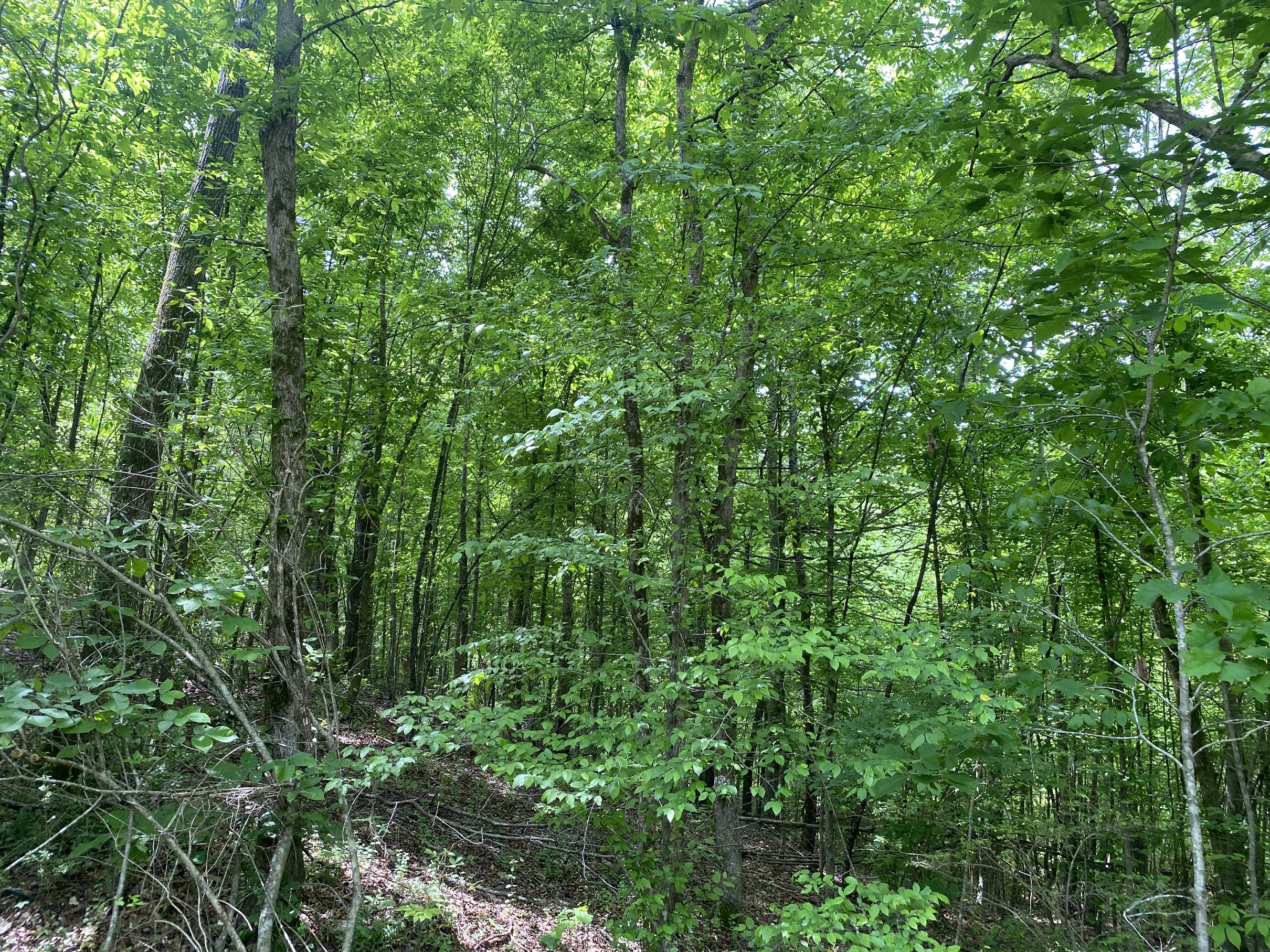 LAND FOR SALE IN TN, CREEKS, OPEN LAND, WOODED, CITY WATER