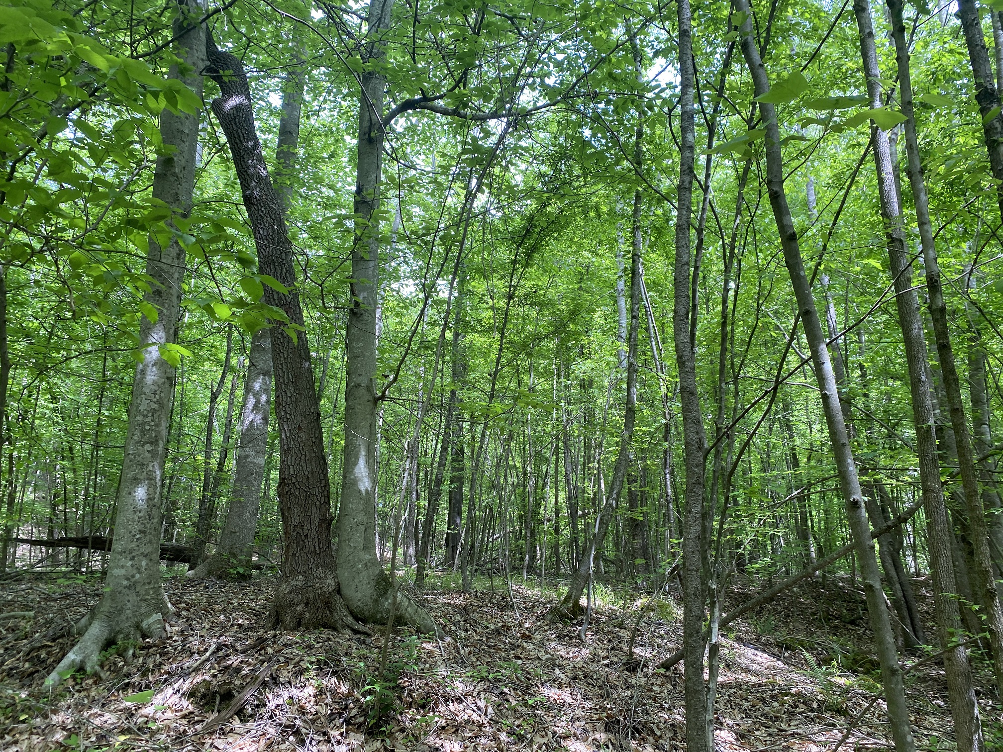 LAND FOR SALE IN TN, CREEKS, OPEN LAND, WOODED, CITY WATER