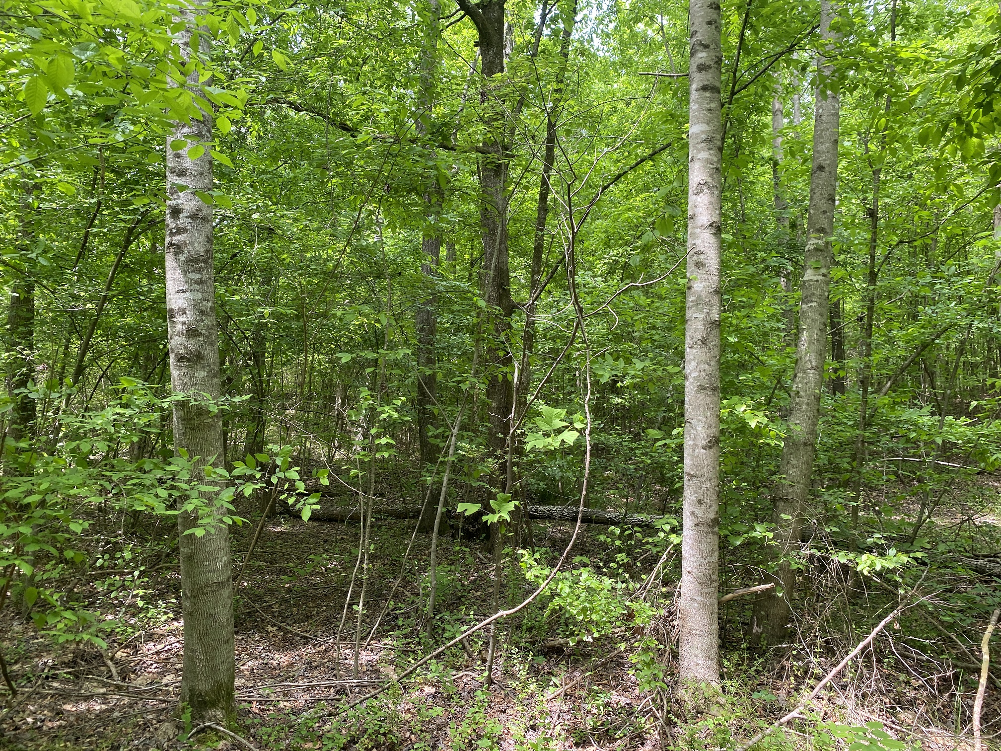 LAND FOR SALE IN TN, CREEKS, OPEN LAND, WOODED, CITY WATER