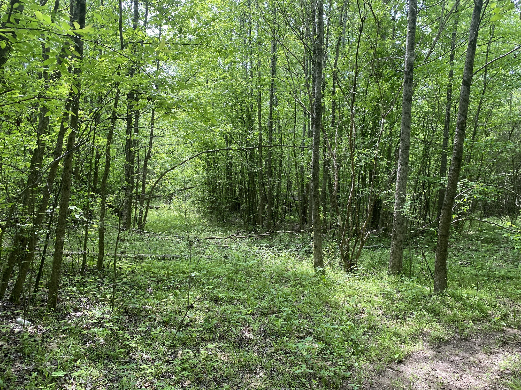 LAND FOR SALE IN TN, CREEKS, OPEN LAND, WOODED, CITY WATER