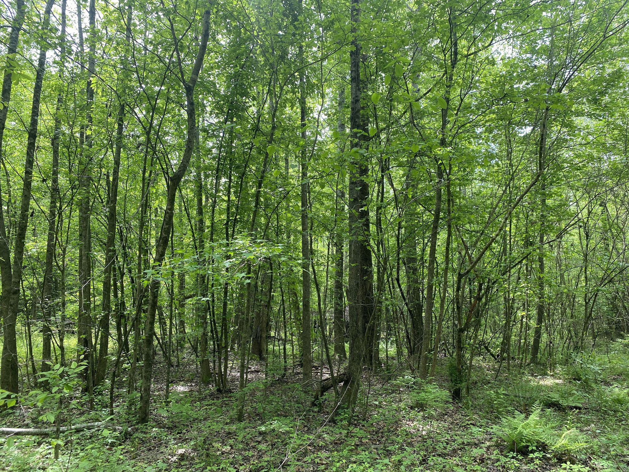 LAND FOR SALE IN TN, CREEKS, OPEN LAND, WOODED, CITY WATER