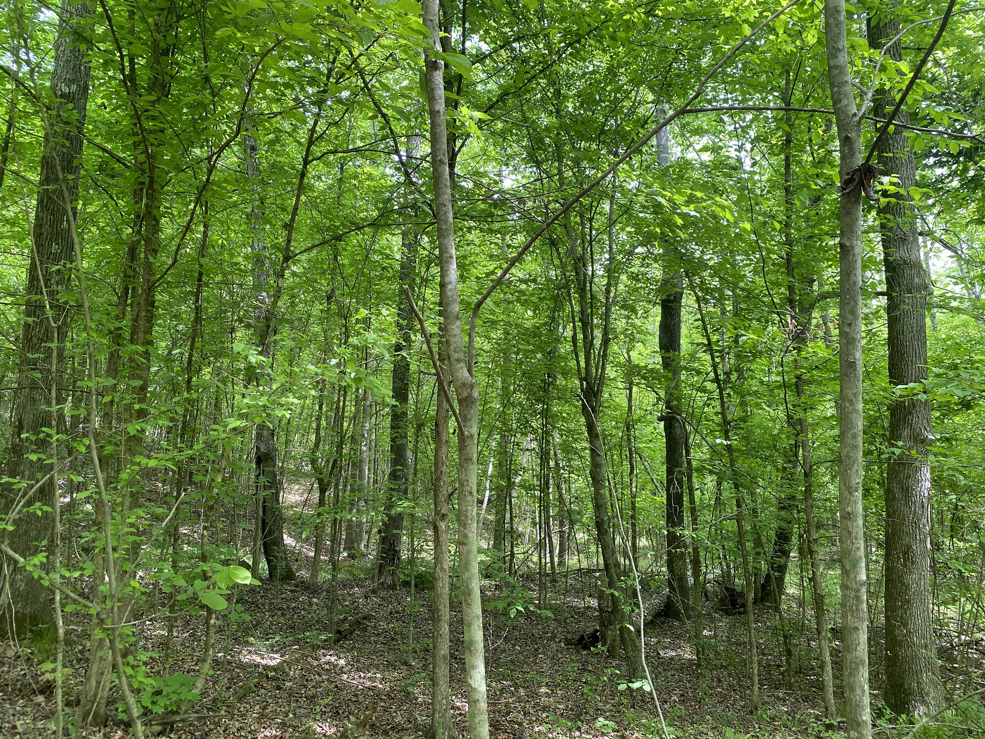 LAND FOR SALE IN TN, CREEKS, OPEN LAND, WOODED, CITY WATER