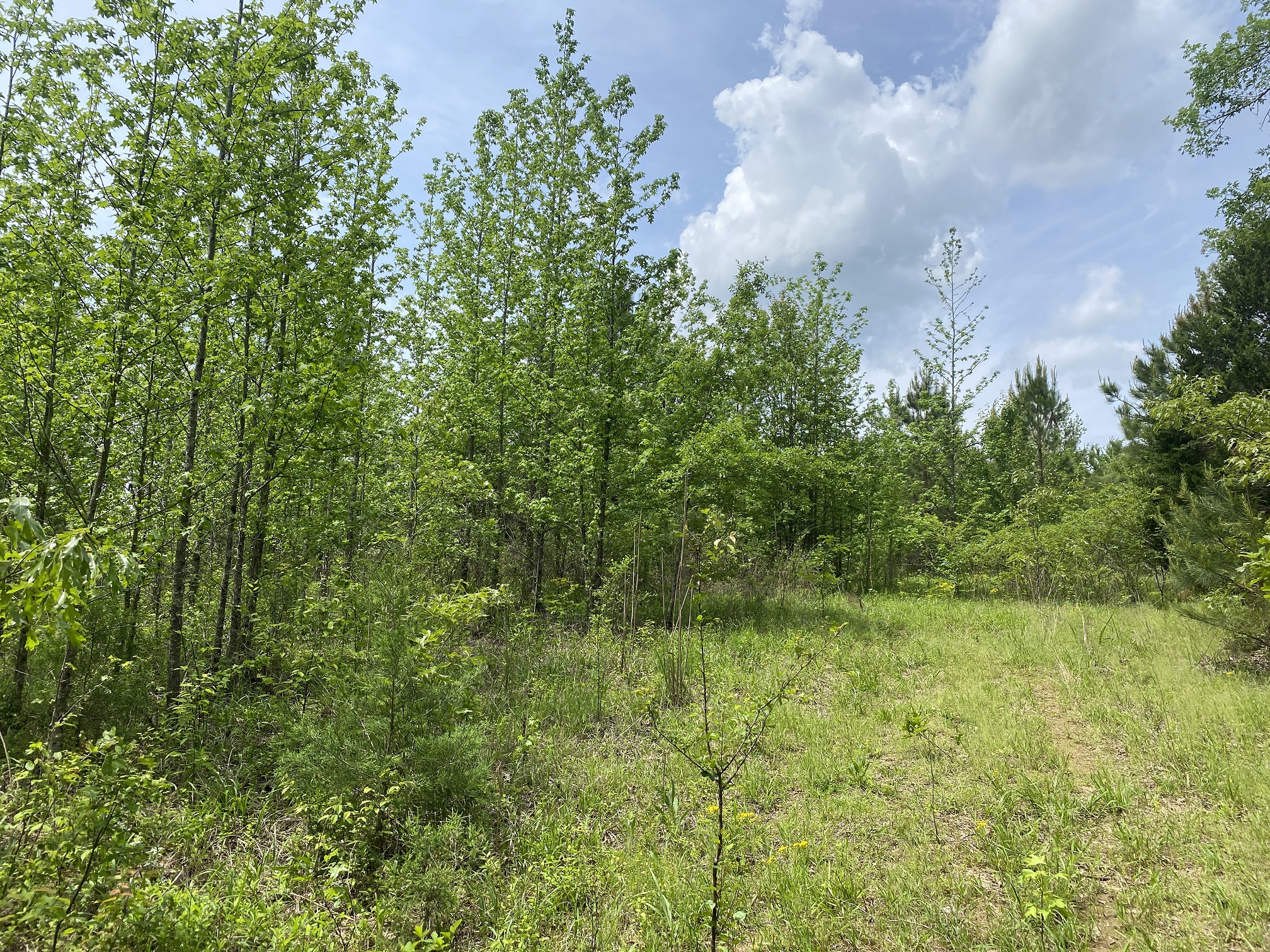 LAND FOR SALE IN TN, CREEKS, OPEN LAND, WOODED, CITY WATER