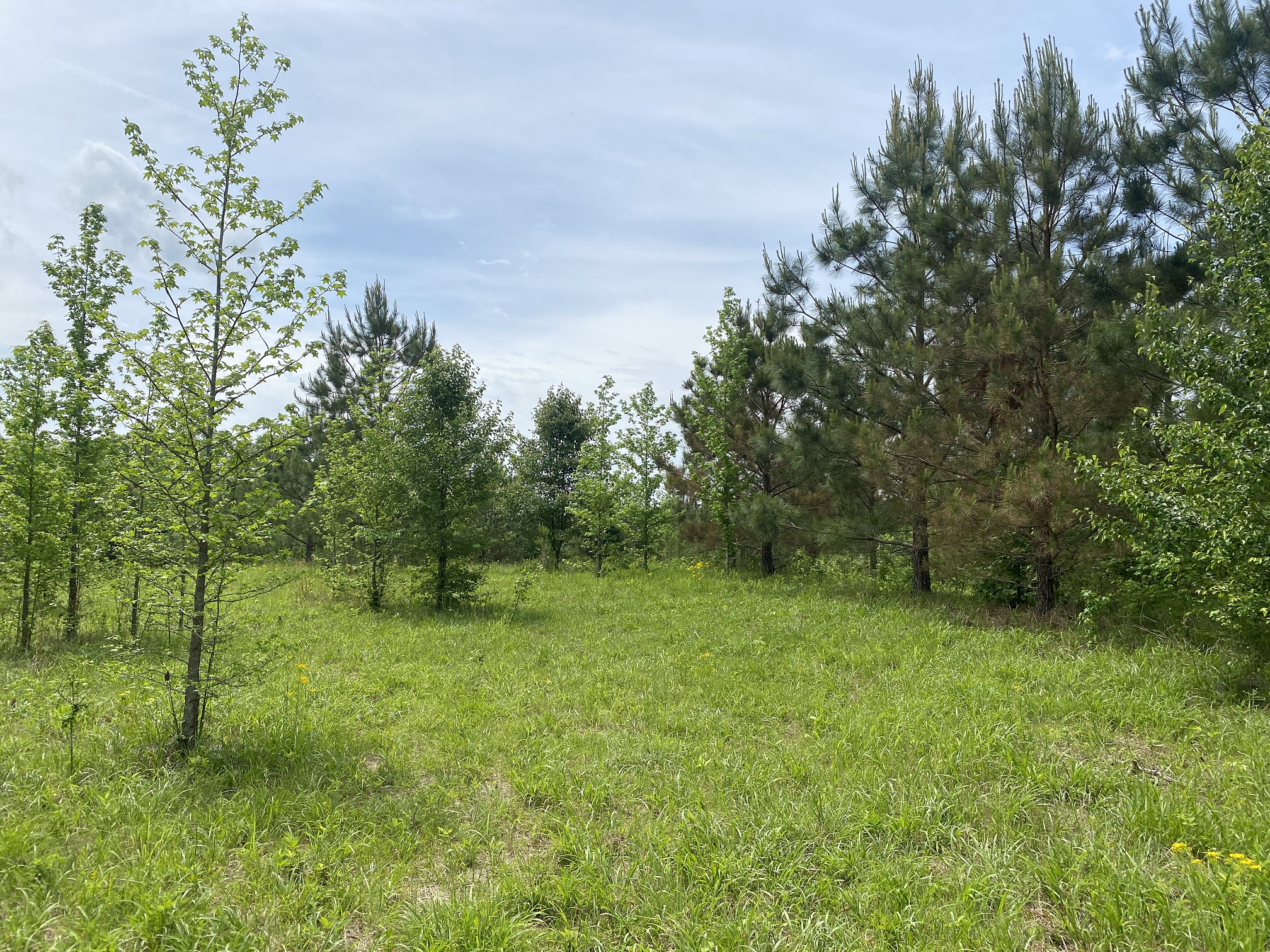 LAND FOR SALE IN TN, CREEKS, OPEN LAND, WOODED, CITY WATER