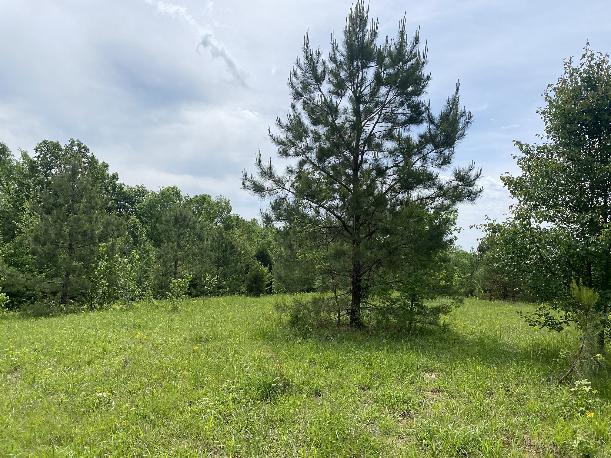 LAND FOR SALE IN TN, CREEKS, OPEN LAND, WOODED, CITY WATER