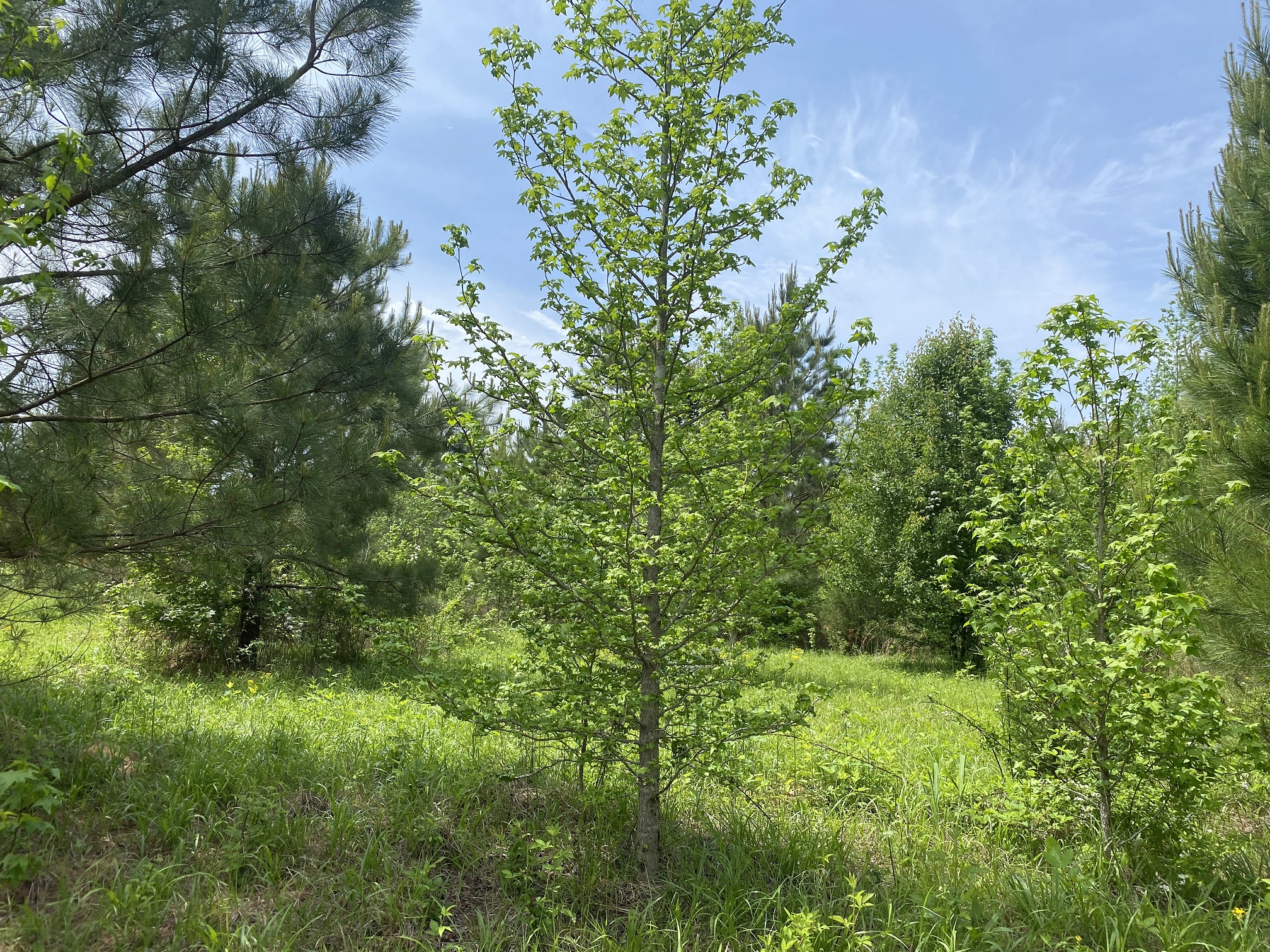 LAND FOR SALE IN TN, CREEKS, OPEN LAND, WOODED, CITY WATER
