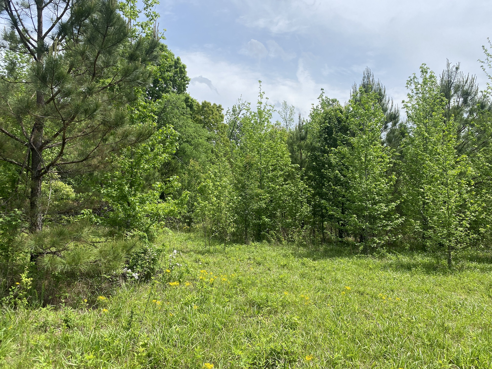 LAND FOR SALE IN TN, CREEKS, OPEN LAND, WOODED, CITY WATER