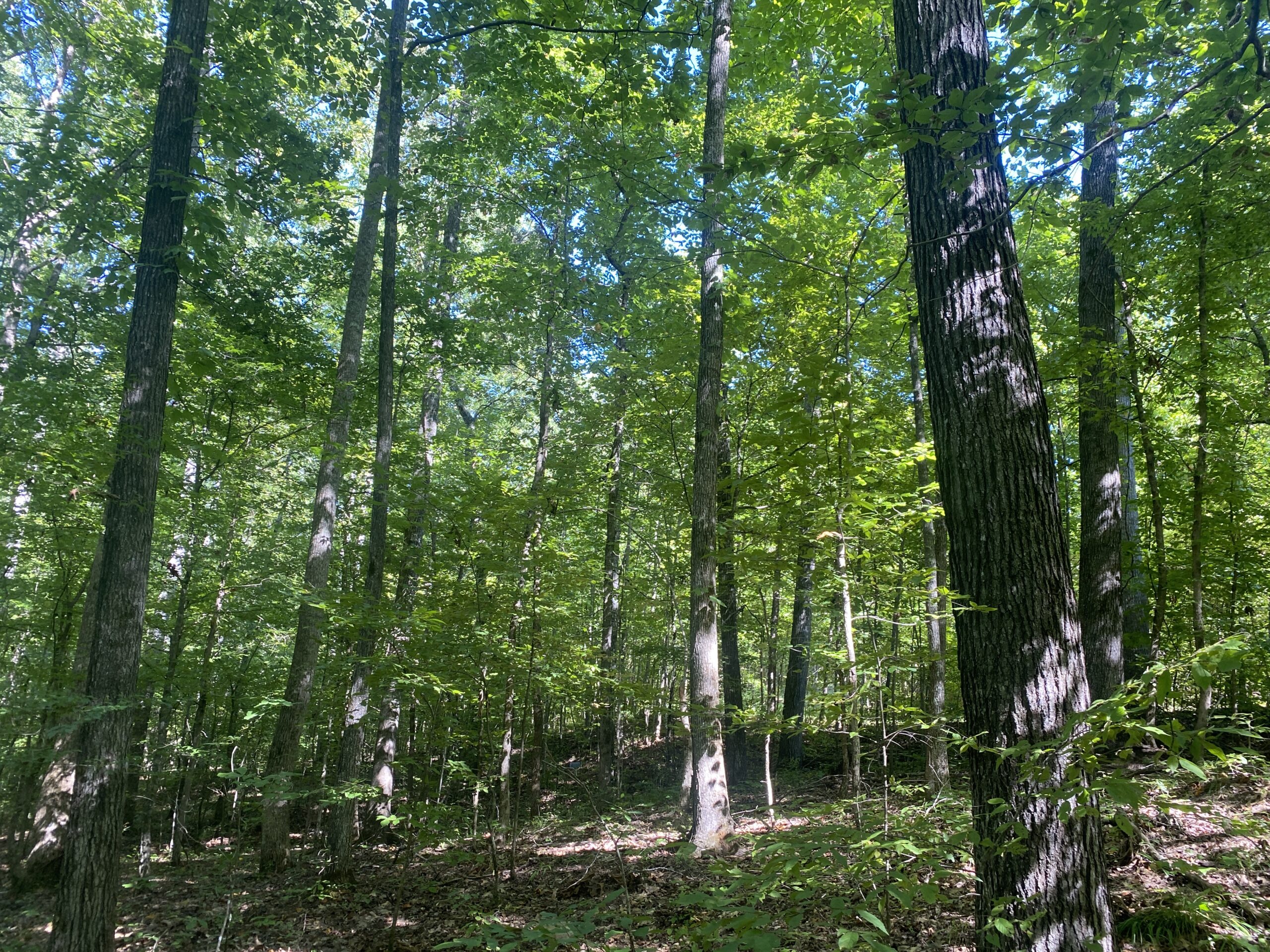 LAND FOR SALE IN TN ON PONY CREEK WITH MATURE HARDWOODS
