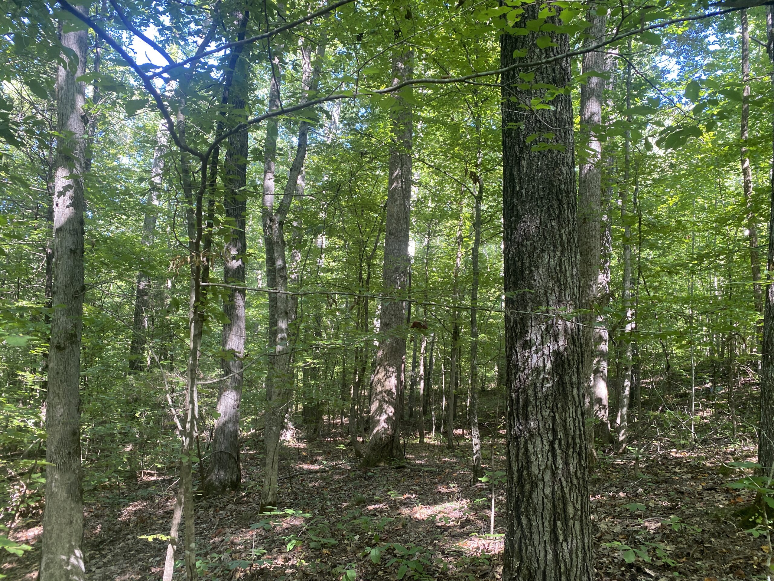 LAND FOR SALE IN TN ON PONY CREEK WITH MATURE HARDWOODS