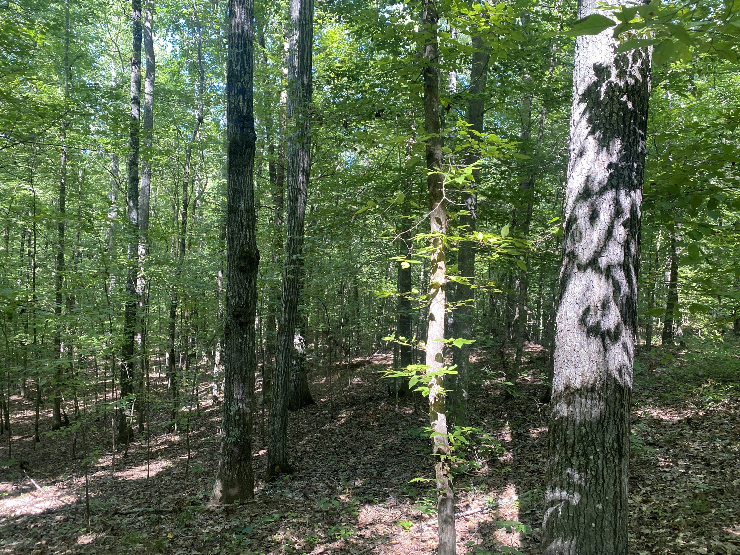 LAND FOR SALE IN TN ON PONY CREEK WITH MATURE HARDWOODS